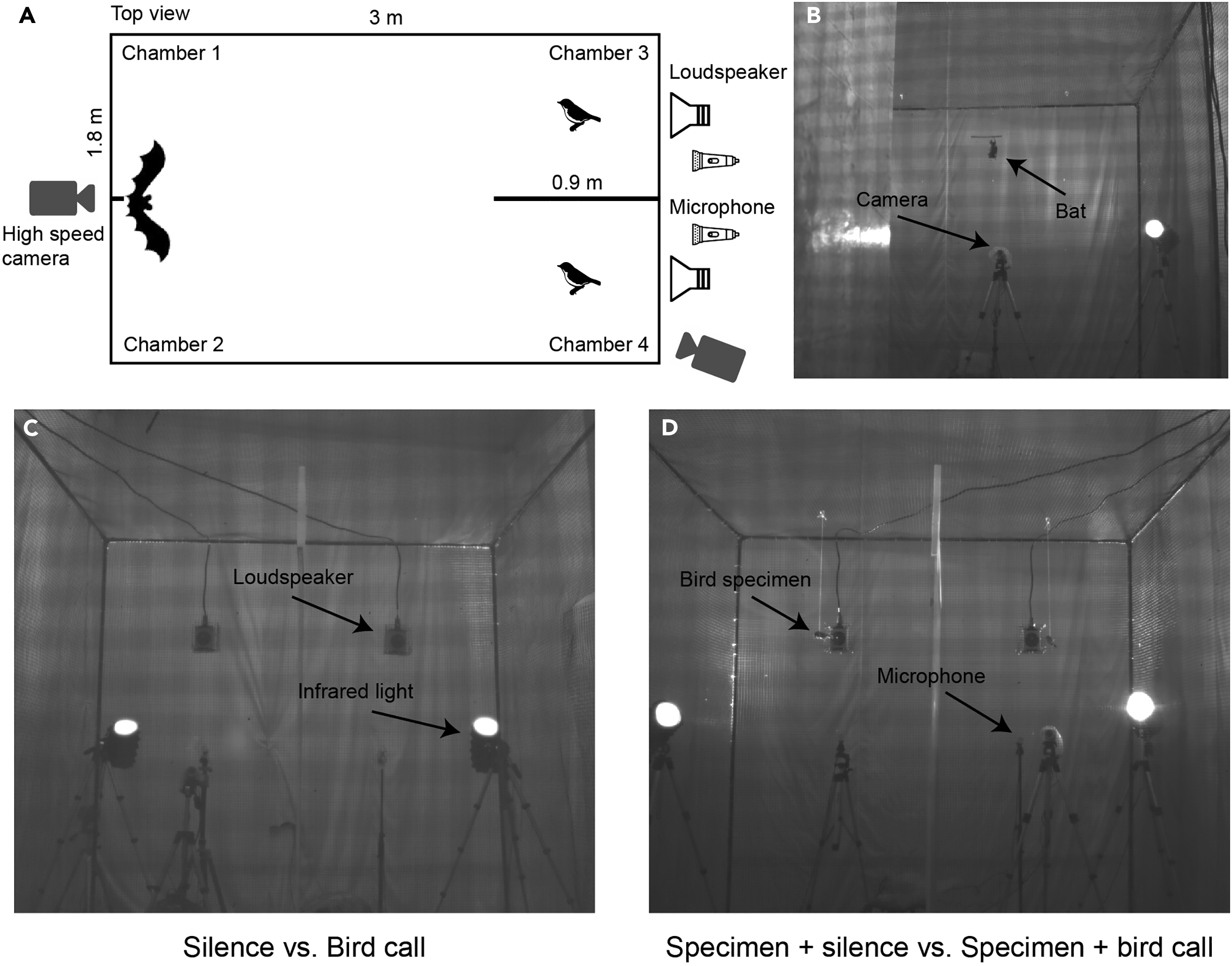 Cell Press STAR Protocols