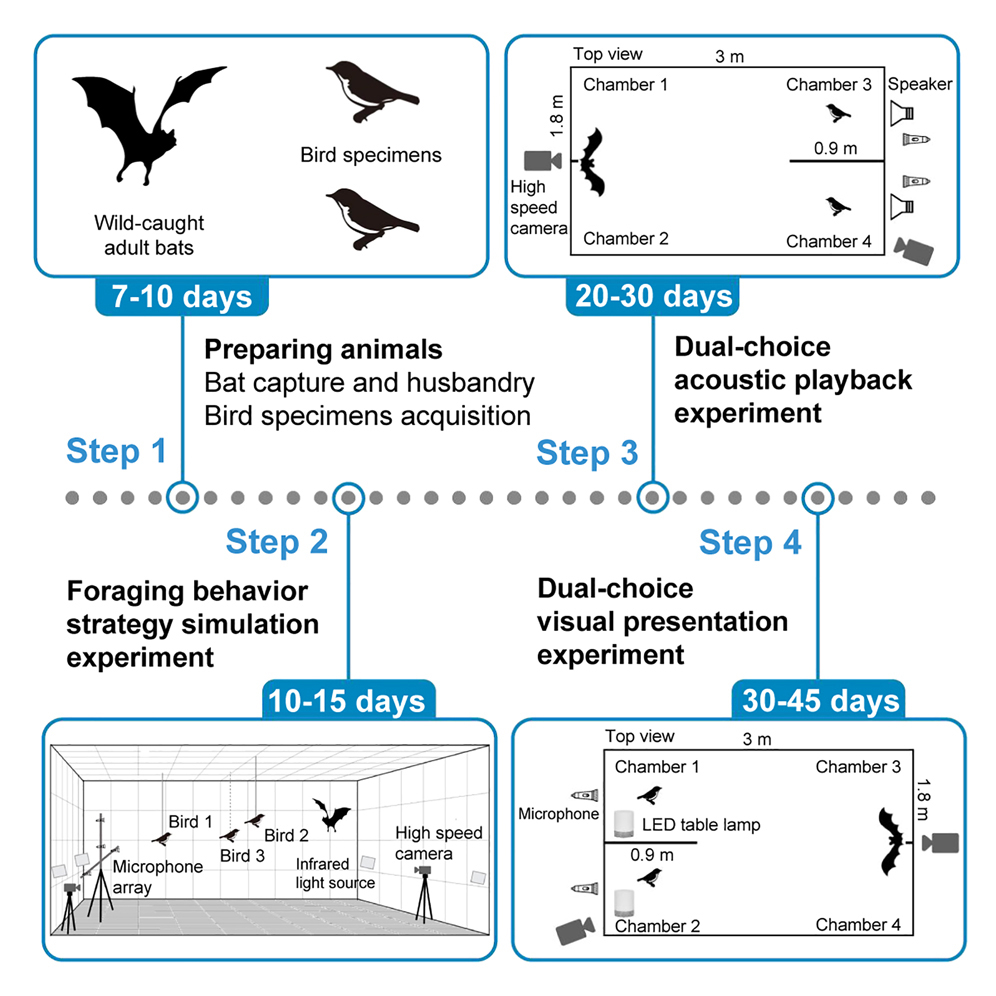 Cell Press STAR Protocols