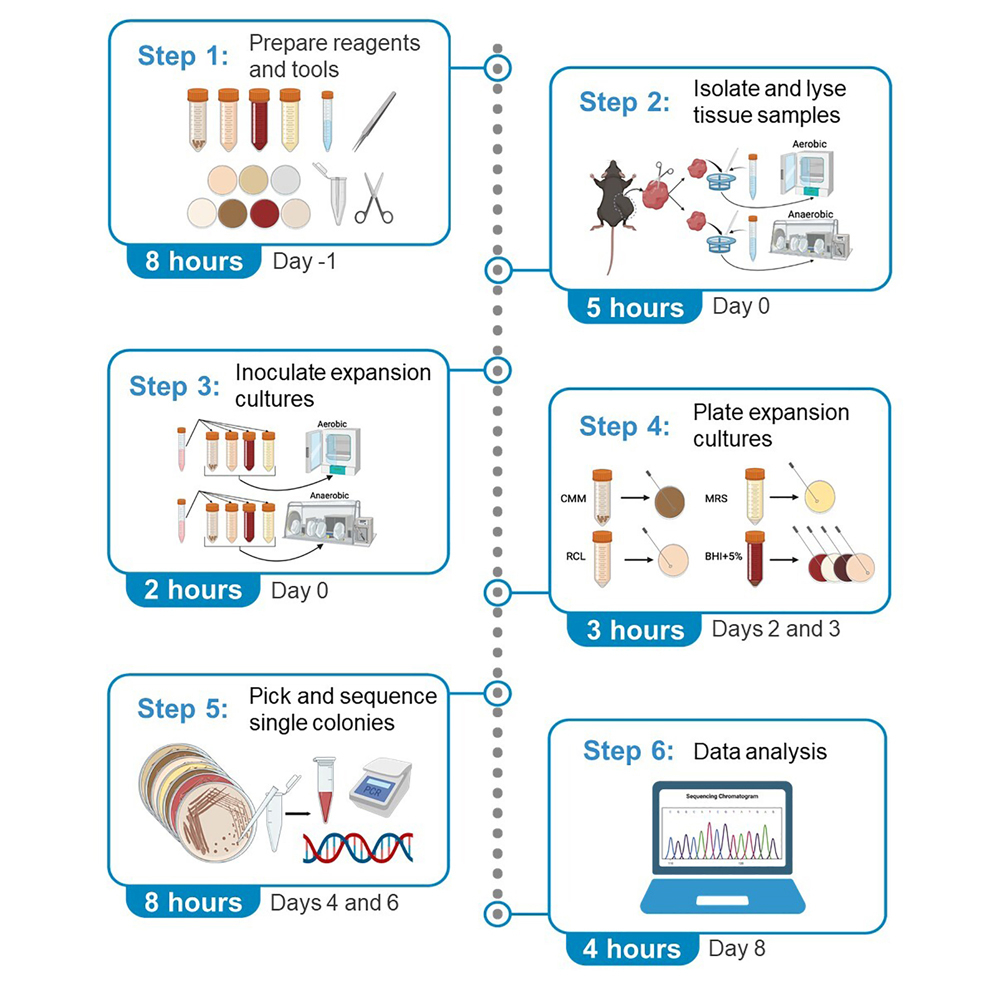 Detection of viable commensal bacteria in murine melanoma tumors