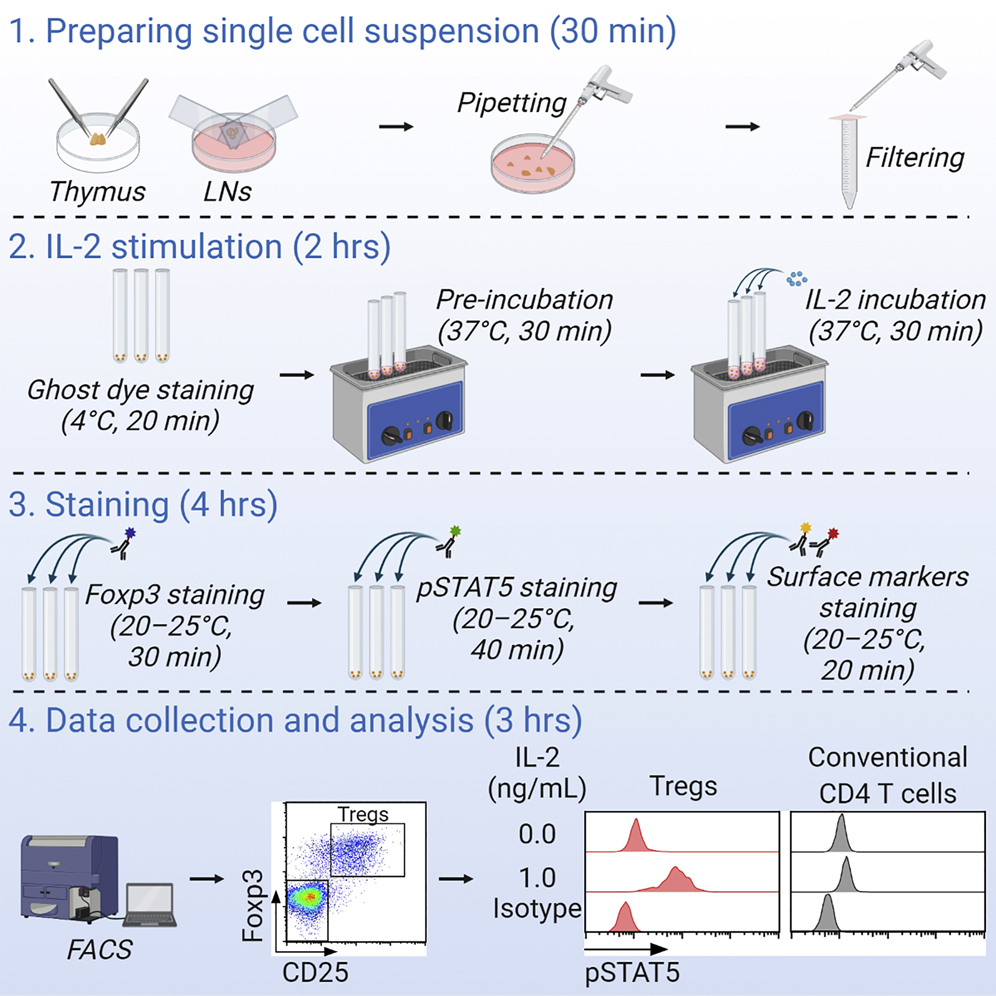 Cell Press: STAR Protocols