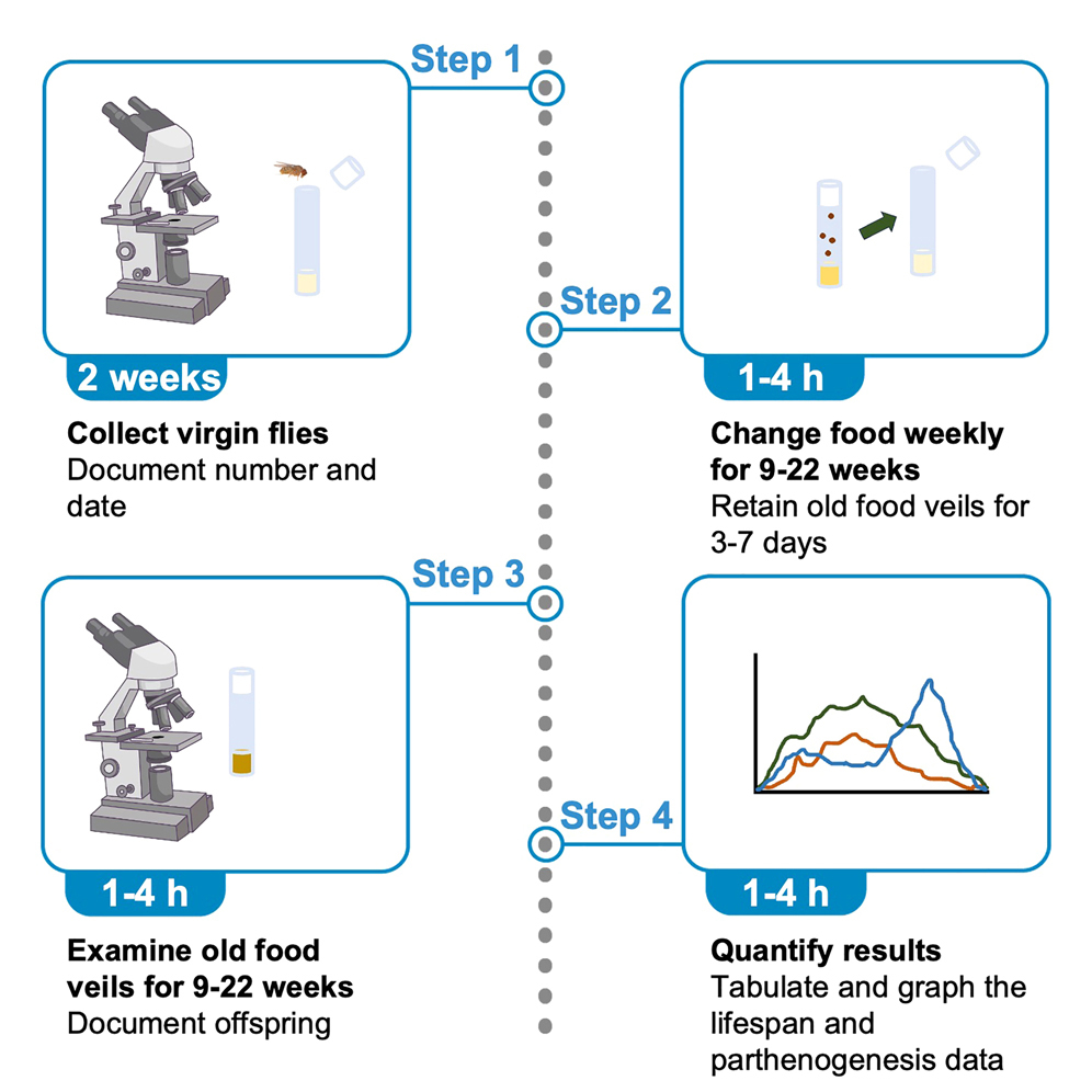 Protocol for screening facultative parthenogenesis in Drosophila