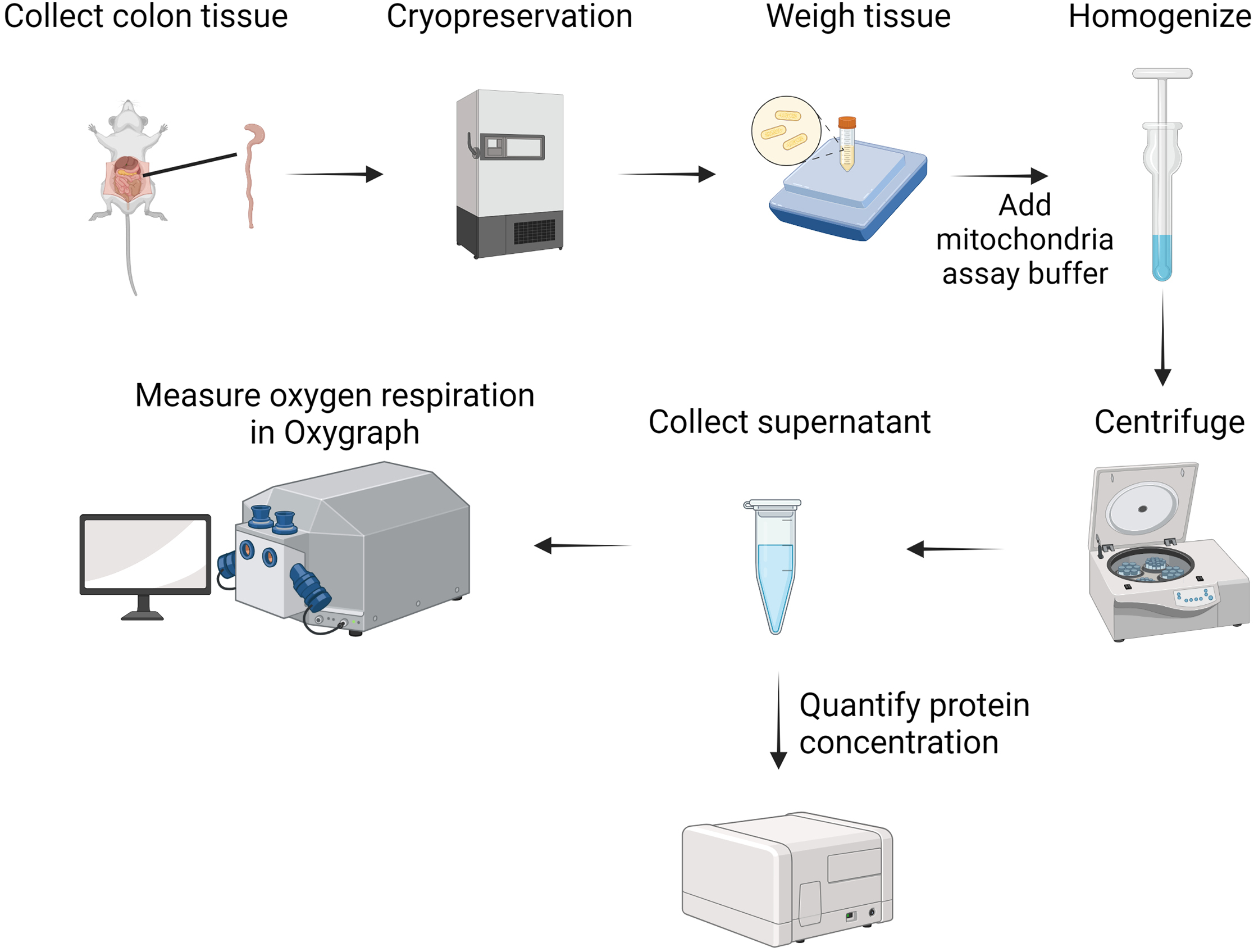 LEAK respiration - Bioblast