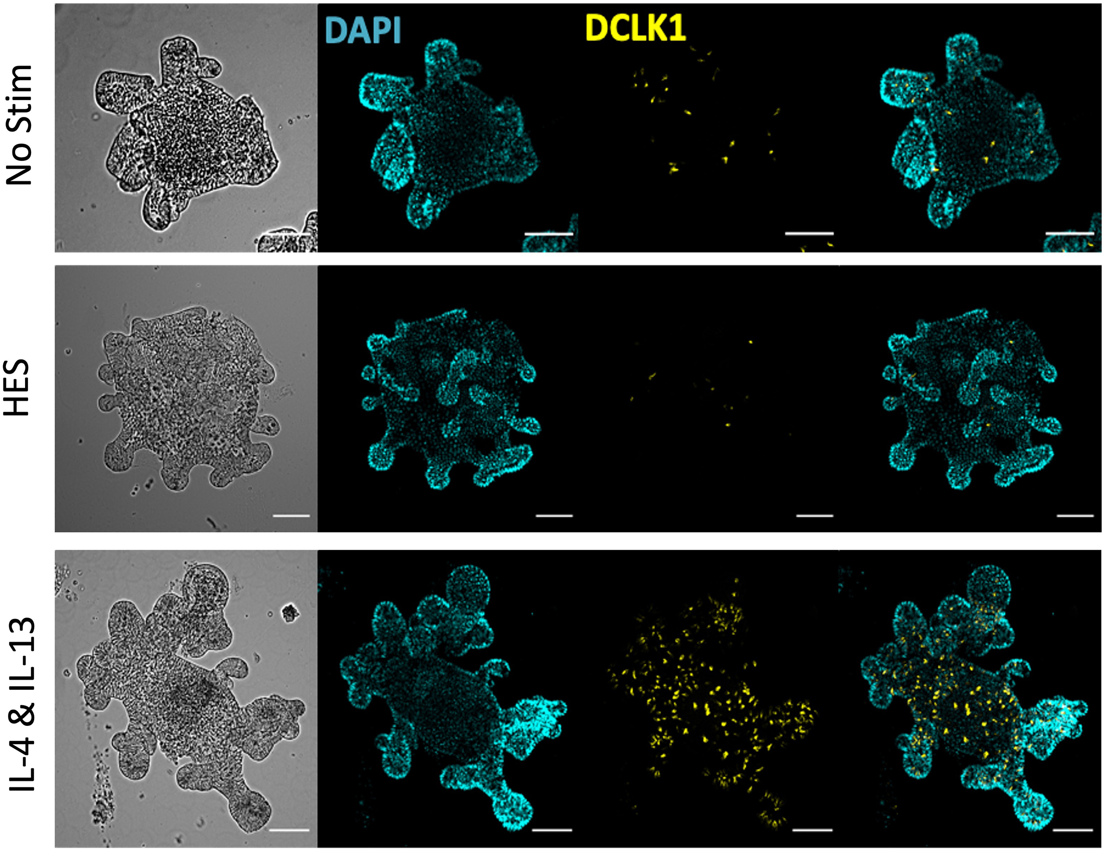 Cell Press Star Protocols