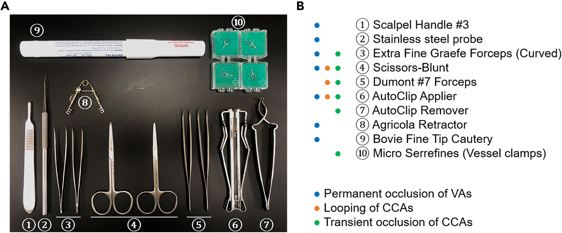 Protocol for establishing a global ischemia model using a 4-vessel  occlusion in rats