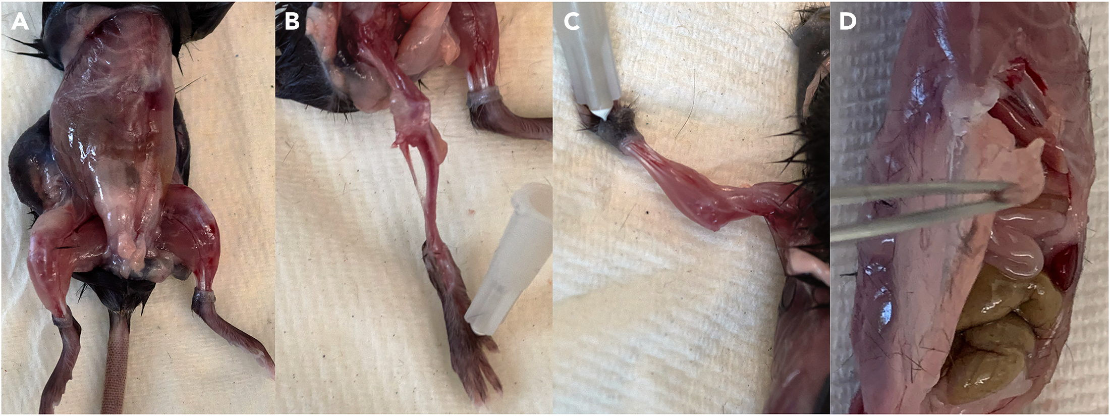 Protocol for the isolation of mouse muscle stem cells using  fluorescence-activated cell sorting, image size:2200x824