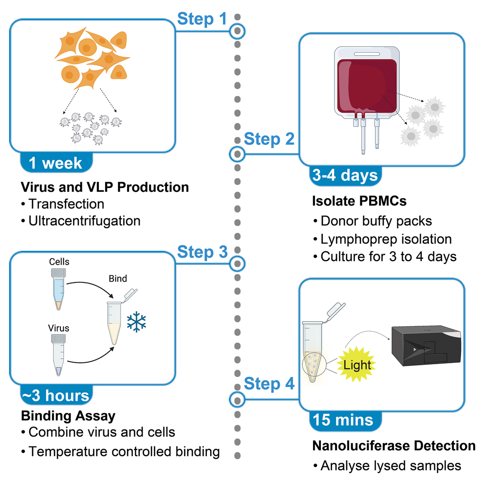 Cell Press: STAR Protocols