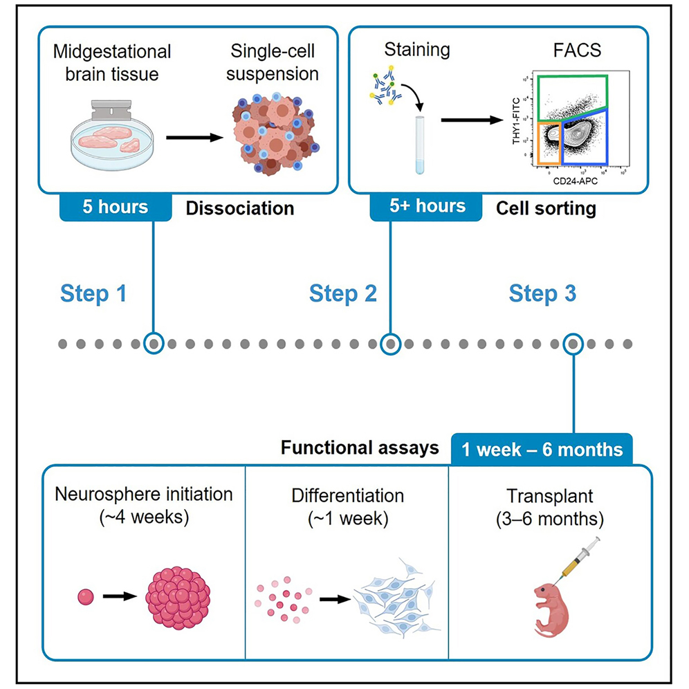 Cell Press: STAR Protocols