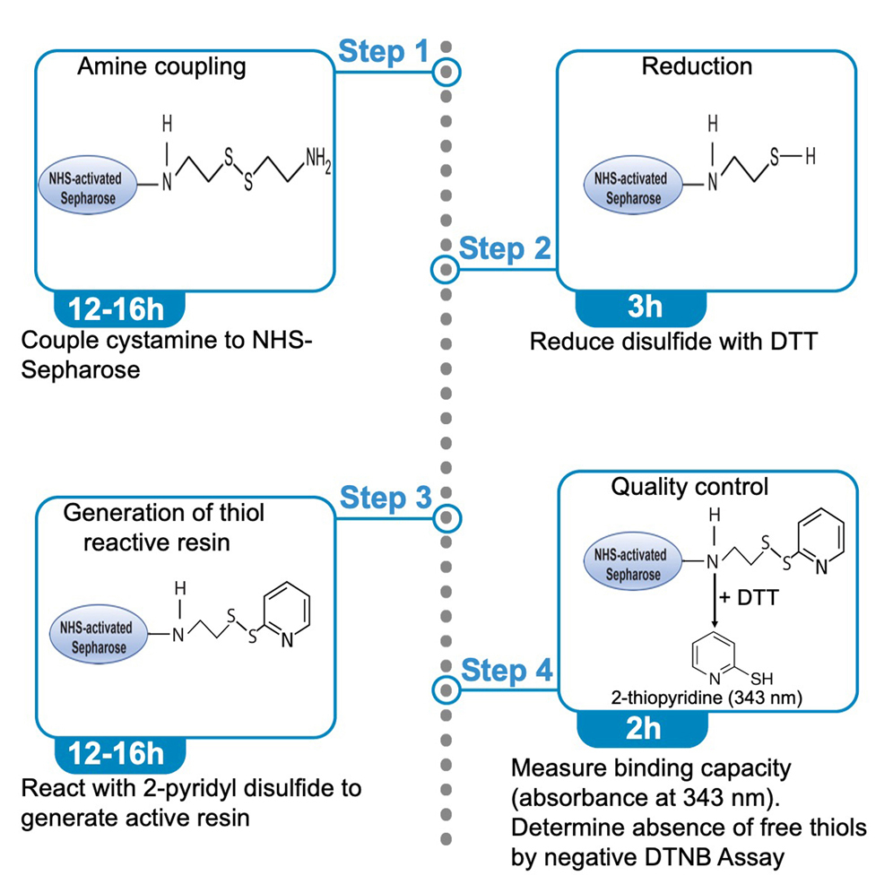 Cell Press STAR Protocols