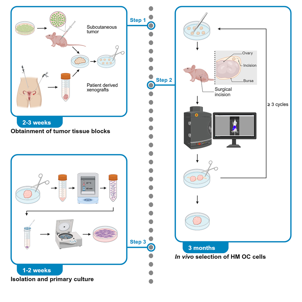 Cell Press: Star Protocols