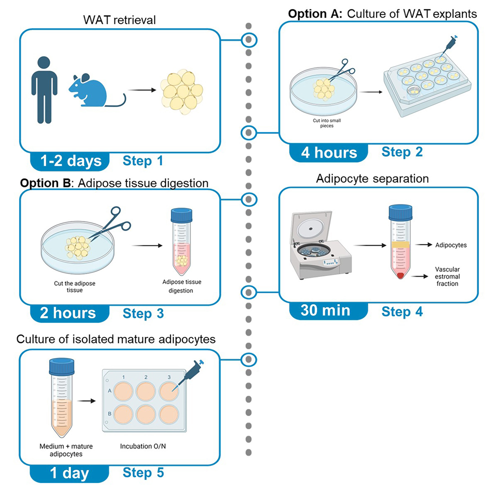 Cell Press Star Protocols 2775