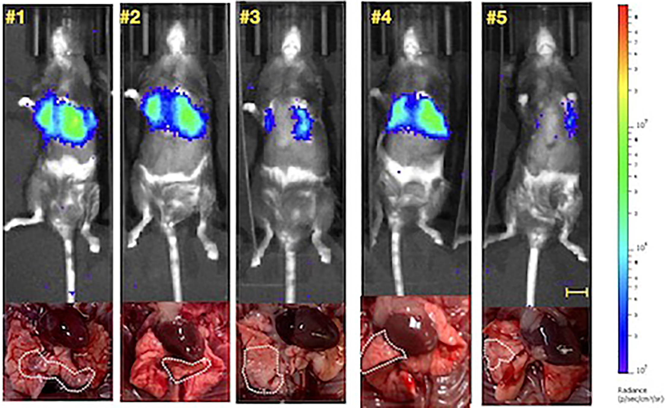 Mouse Model Lung Cancer at Rickey Dykes blog