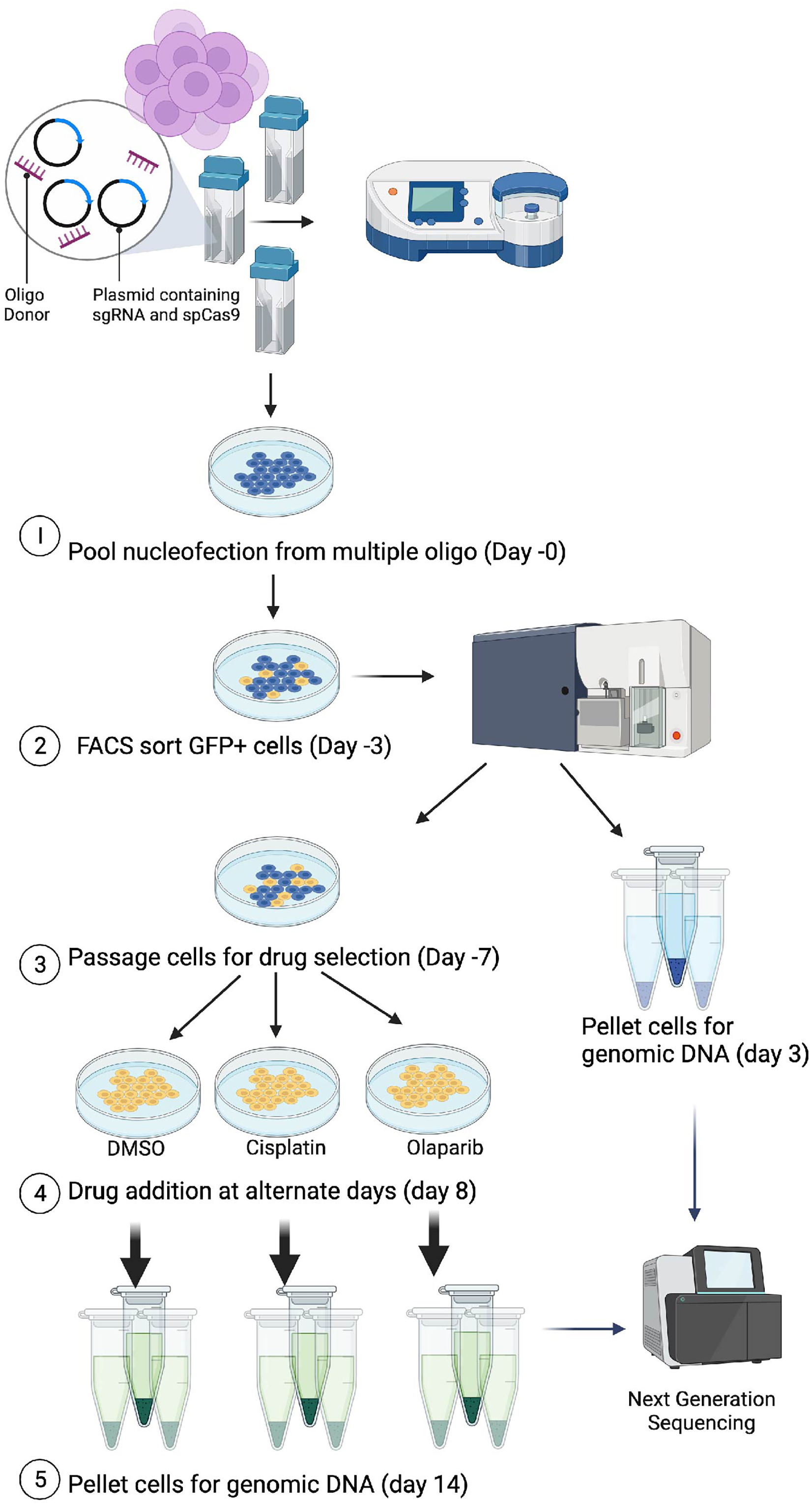 Protocol for the saturation and multiplexing of genetic variants