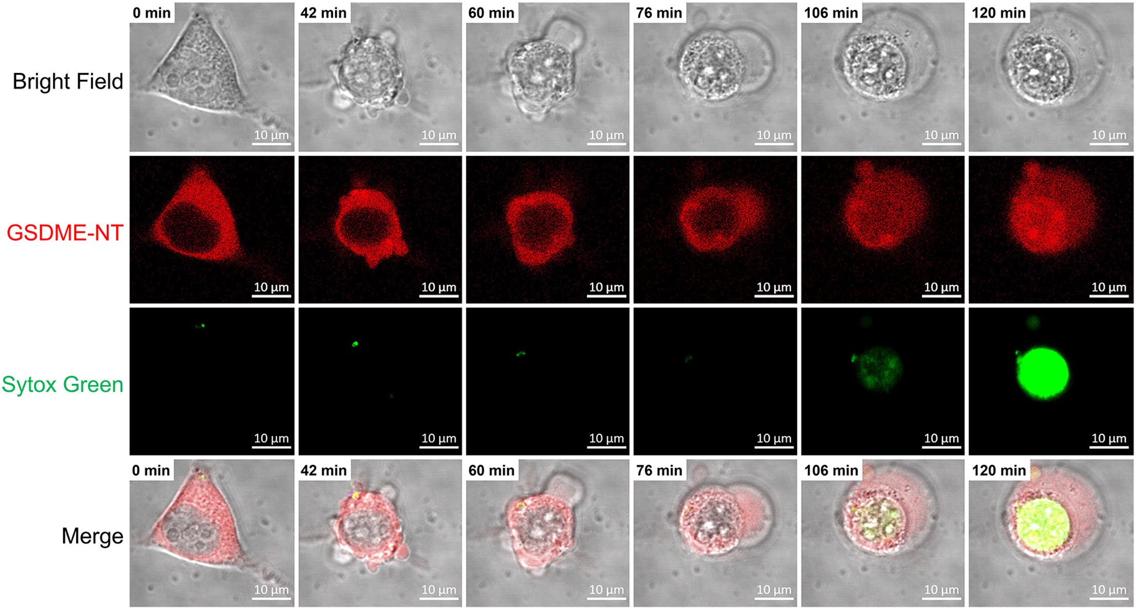 Cell Press: STAR Protocols