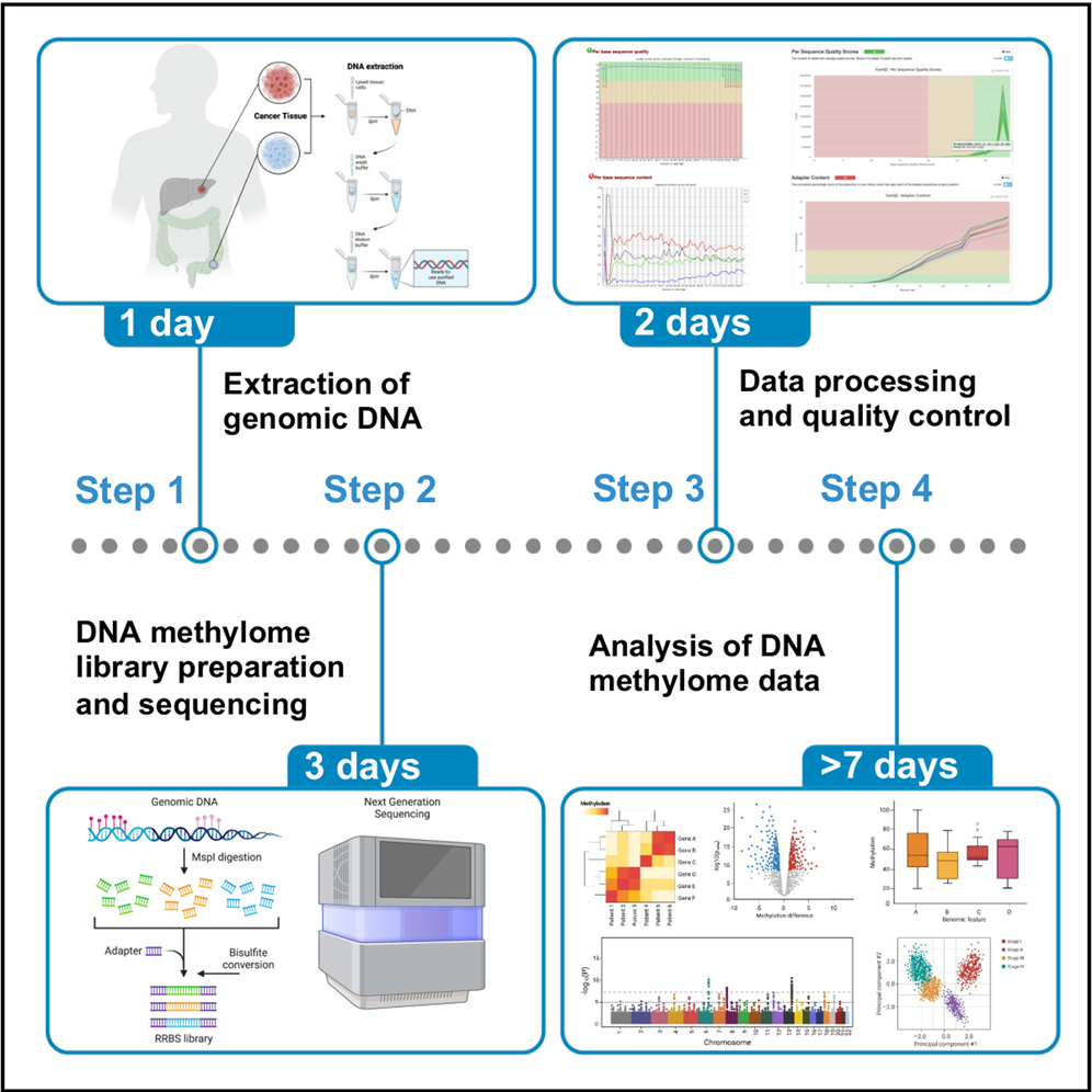 【洋書・専門書】DNA Methylation Protocols 洋書・専門書】DNA Methylation Protocols 本｜www.zseeb.om