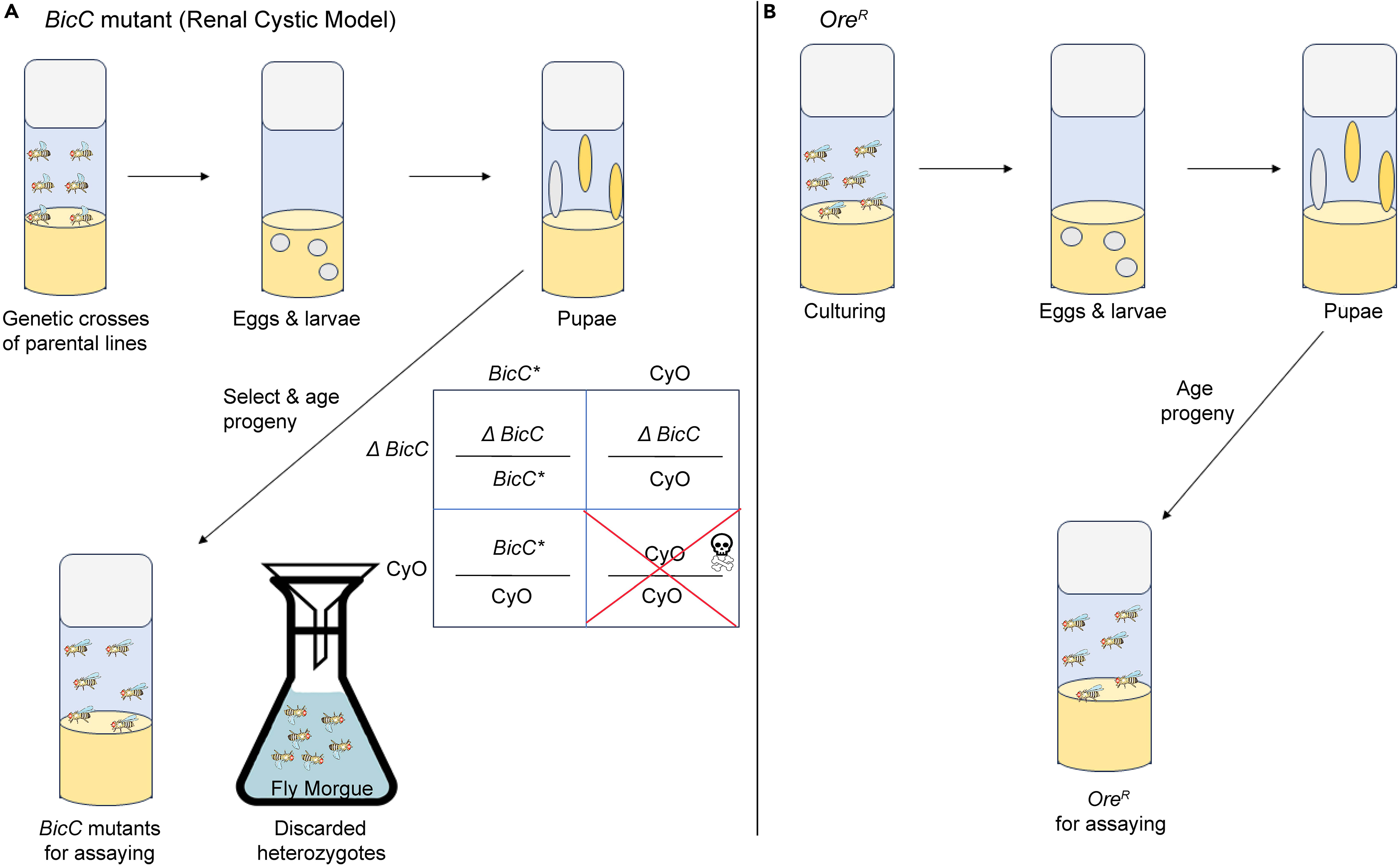 Protocol to build a drug-testing pipeline using large populations