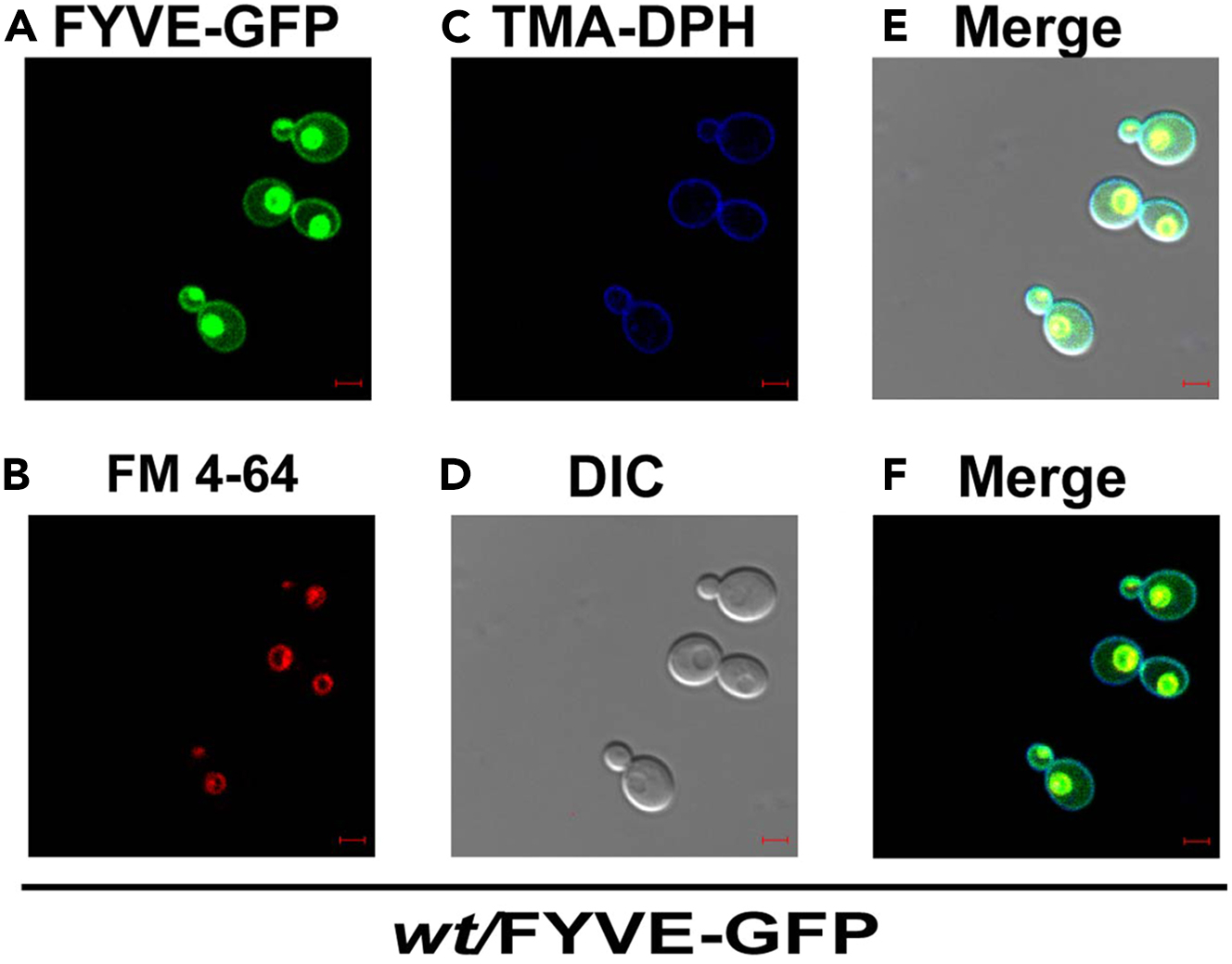 Cell Press STAR Protocols