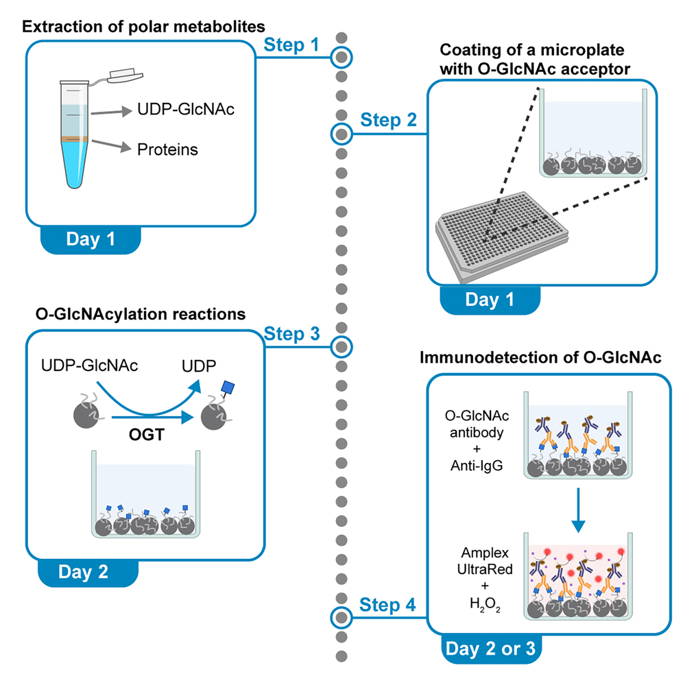 Cell Press STAR Protocols