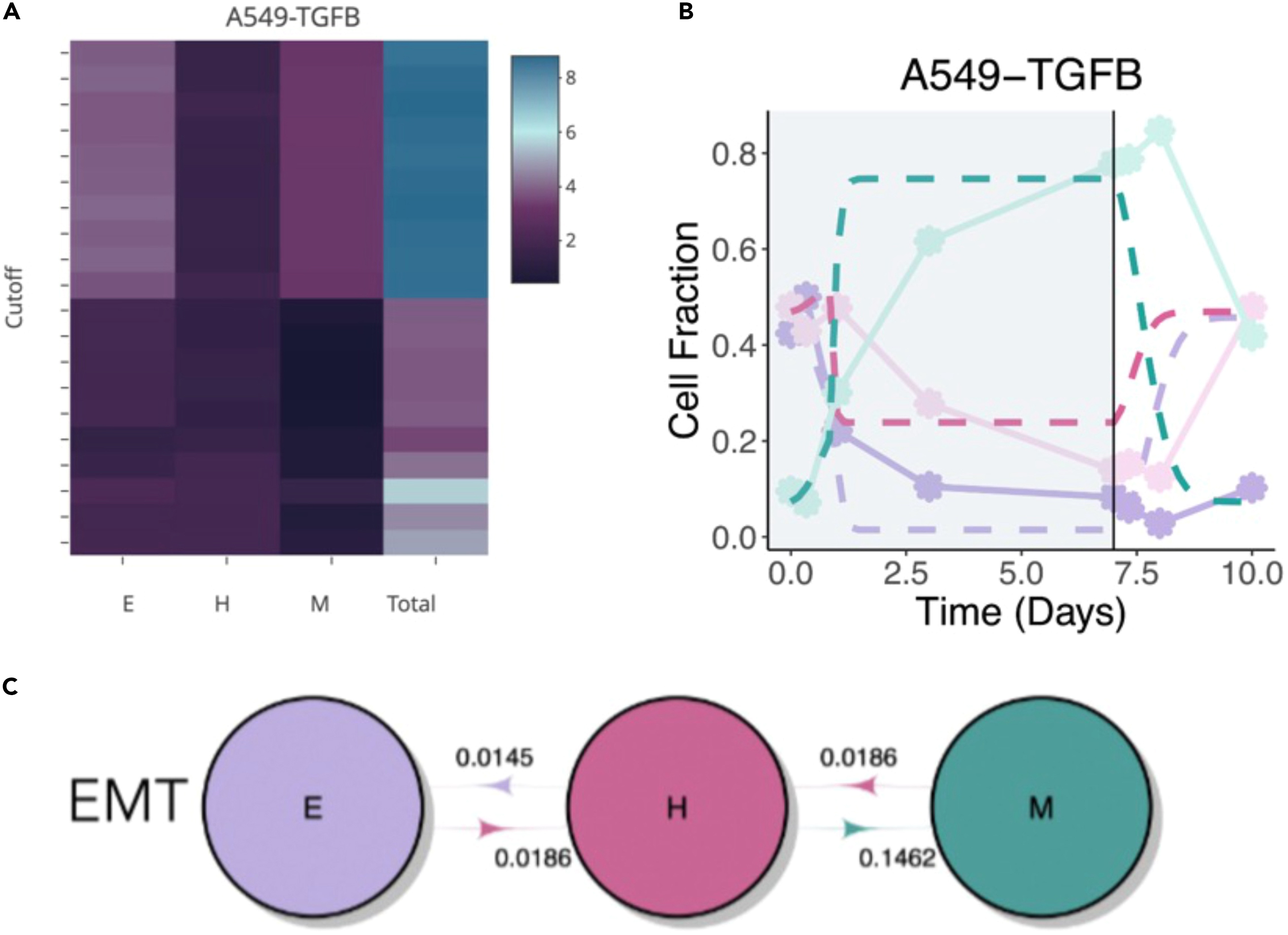 Unveiling The Star Epithelial Cell: Which Type Reigns Supreme? - zys3gcx