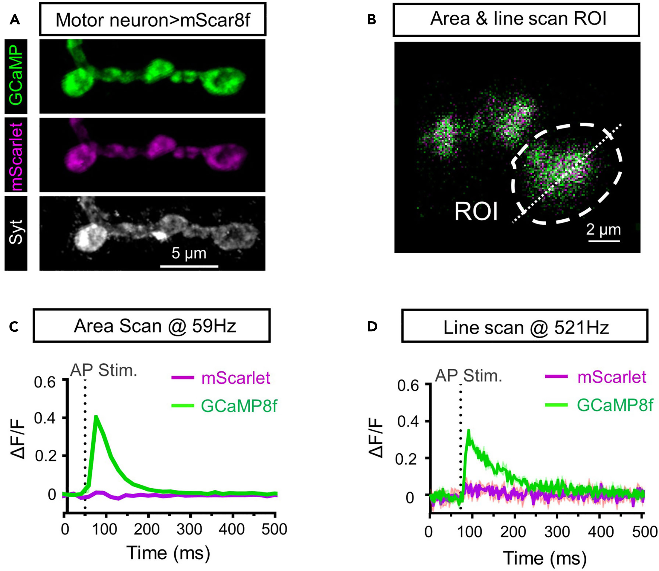 Ca2+ imaging of synaptic compartments using subcellularly targeted 