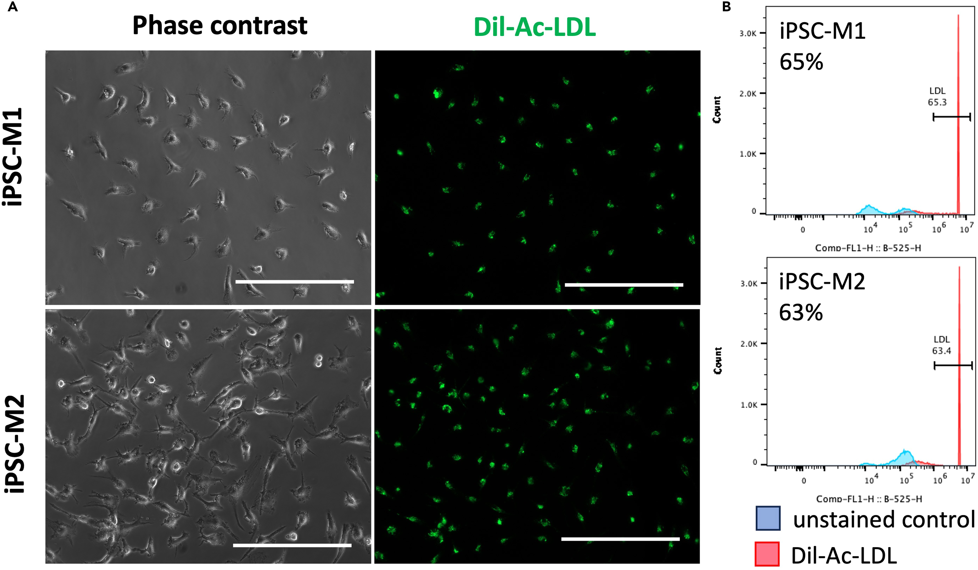 Cell Press: STAR Protocols