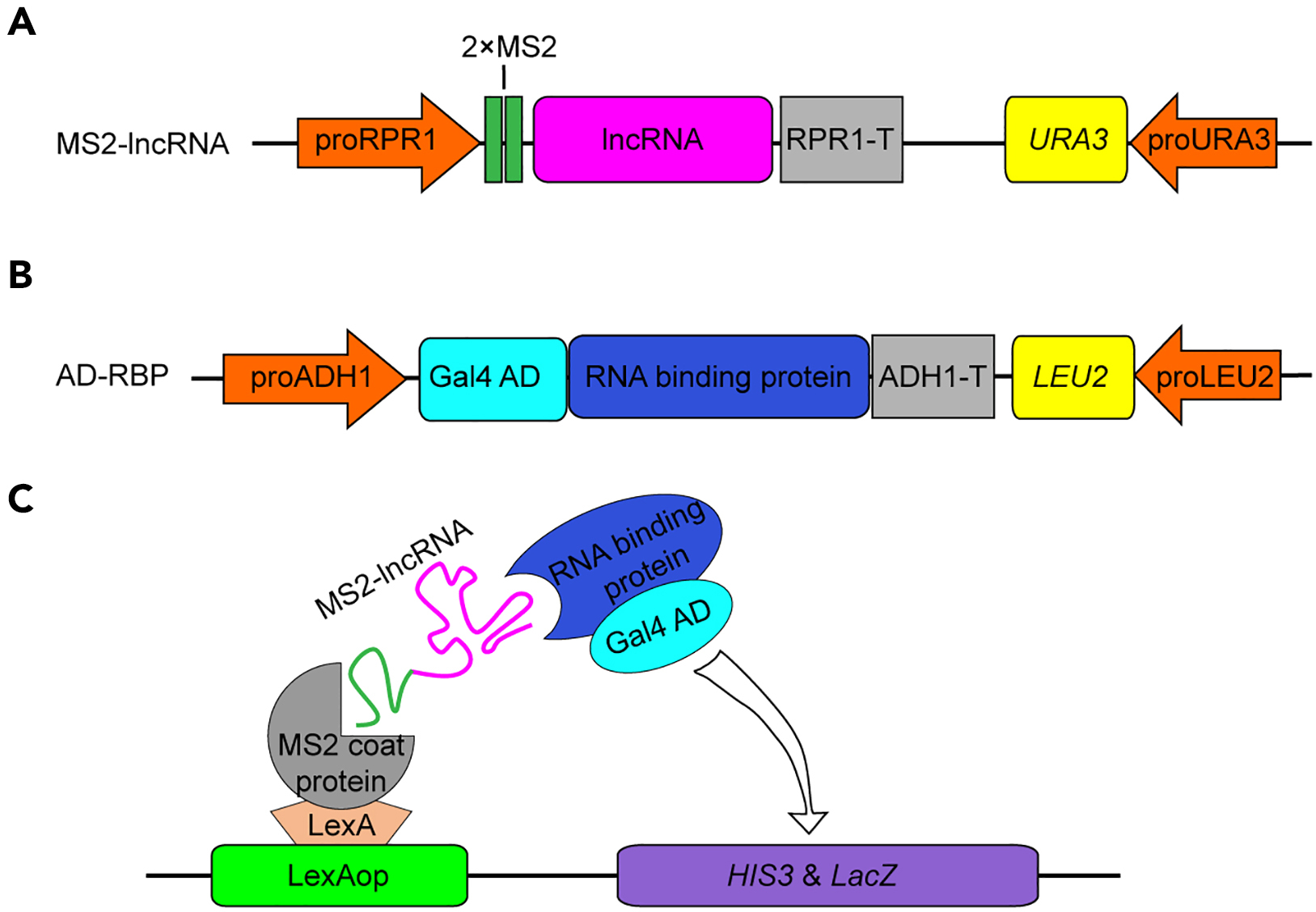 Cell Press: STAR Protocols