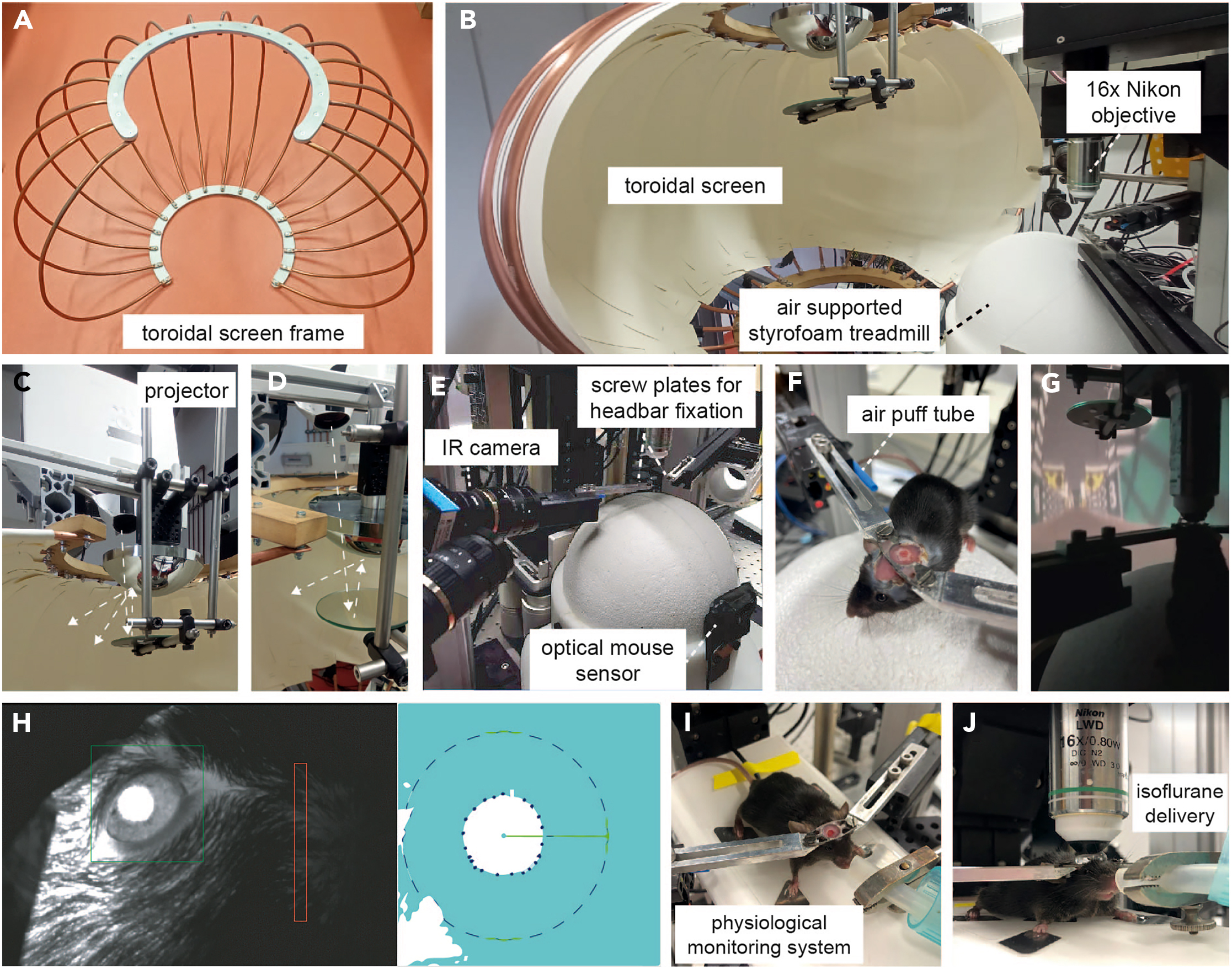 cerebellum processor 小脳プロセッサー cf Anatomical Development of the Cerebellothalamic Tract in Embryonic