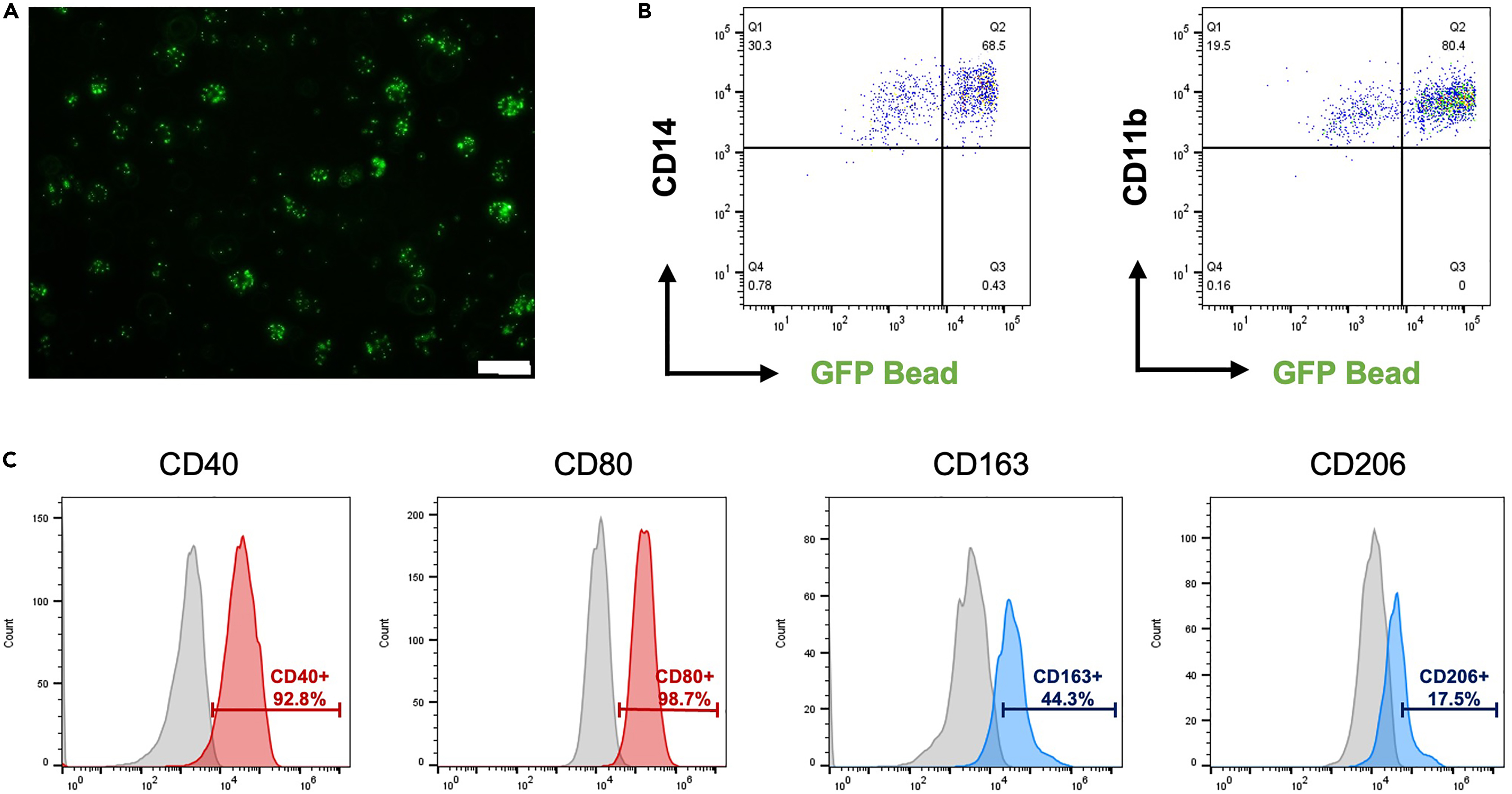 Cell Press: STAR Protocols