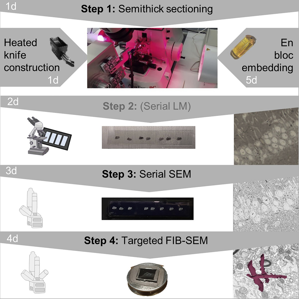 ATUM-FIB microscopy for targeting and multiscale imaging of rare events in  mouse cortex
