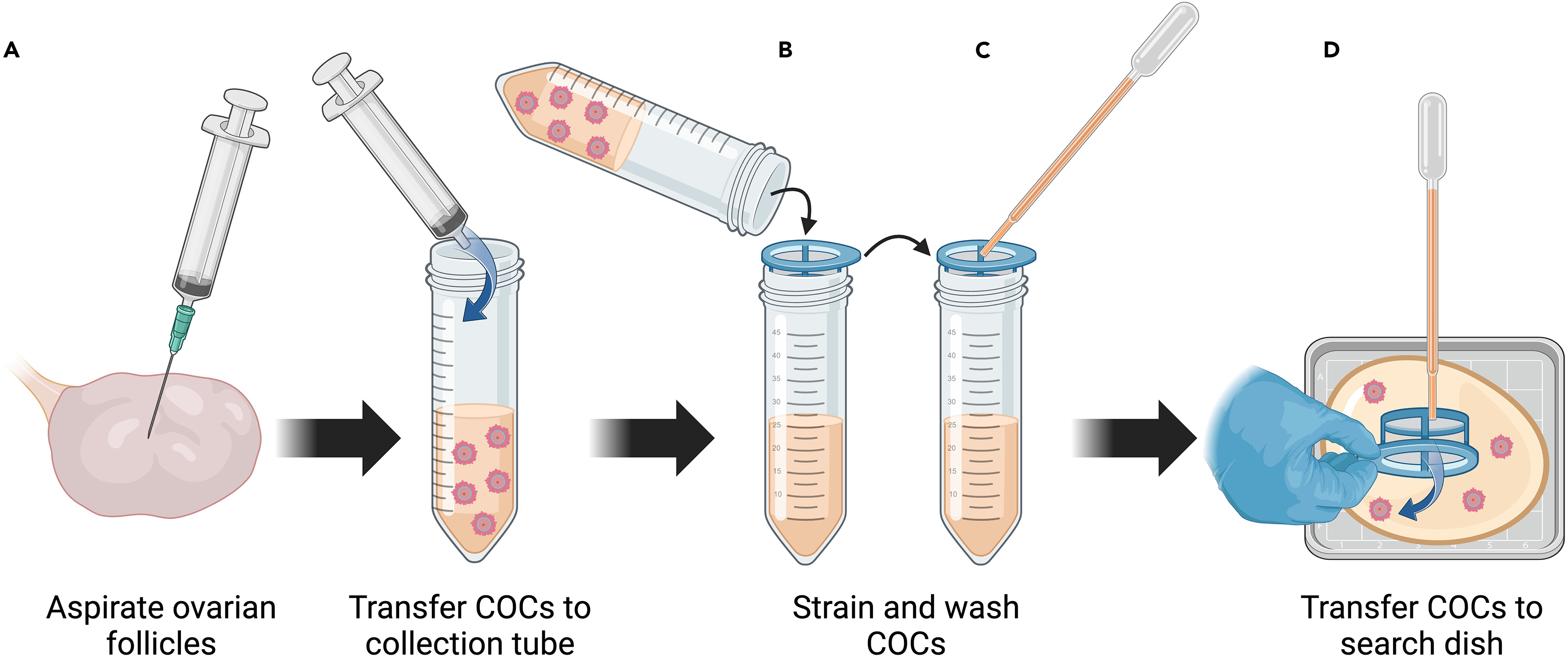 Protocol for the electroporation of CRISPR-Cas for DNA and