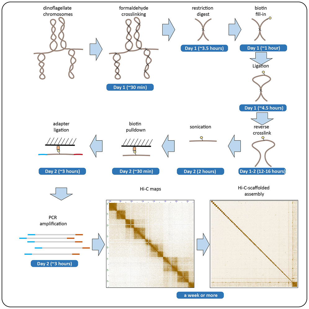 ThetaHealing ADVANCED DNA マニュアル Course details – Theta Healing