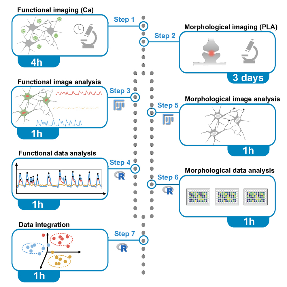 Cell Press: STAR Protocols