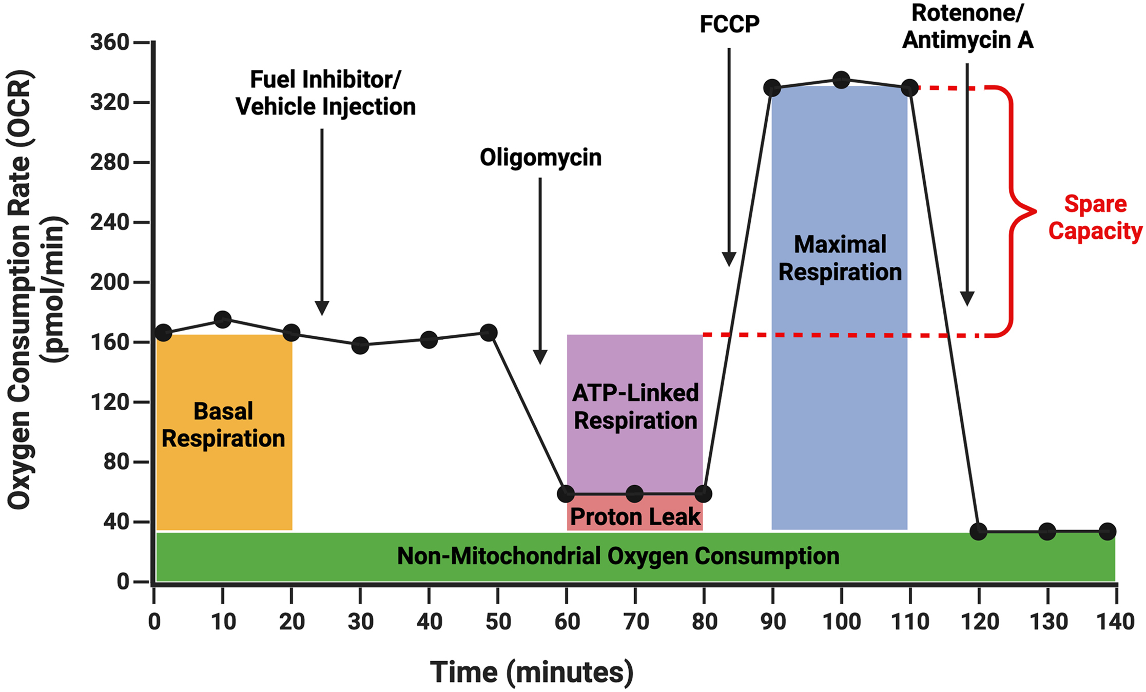 Cell Press: STAR Protocols