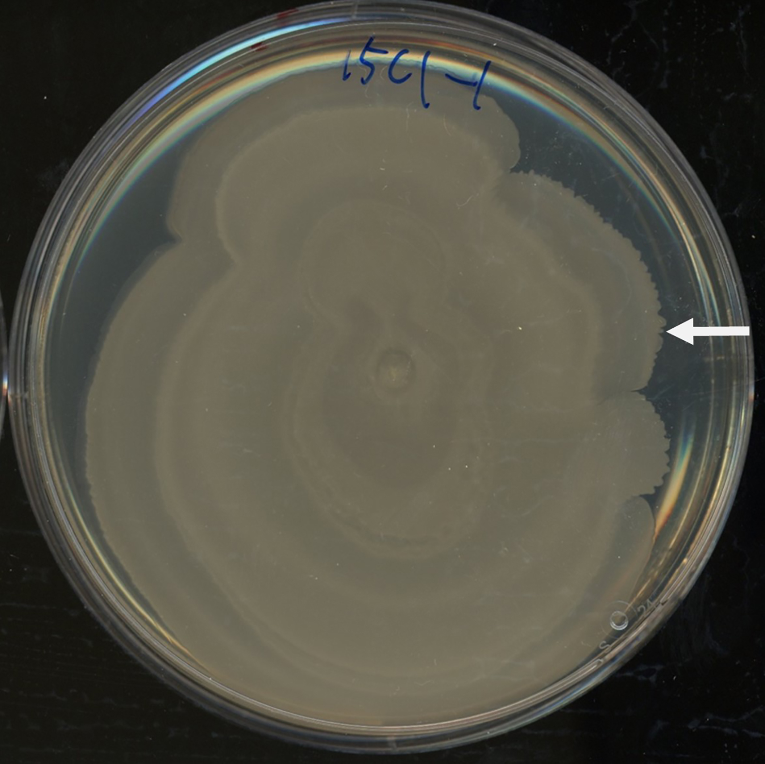 Cell Press: STAR Protocols