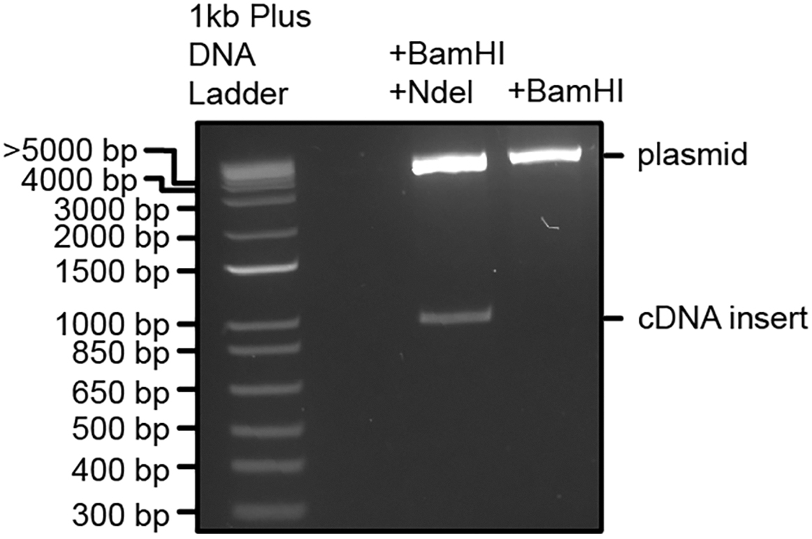 Cell Press: STAR Protocols