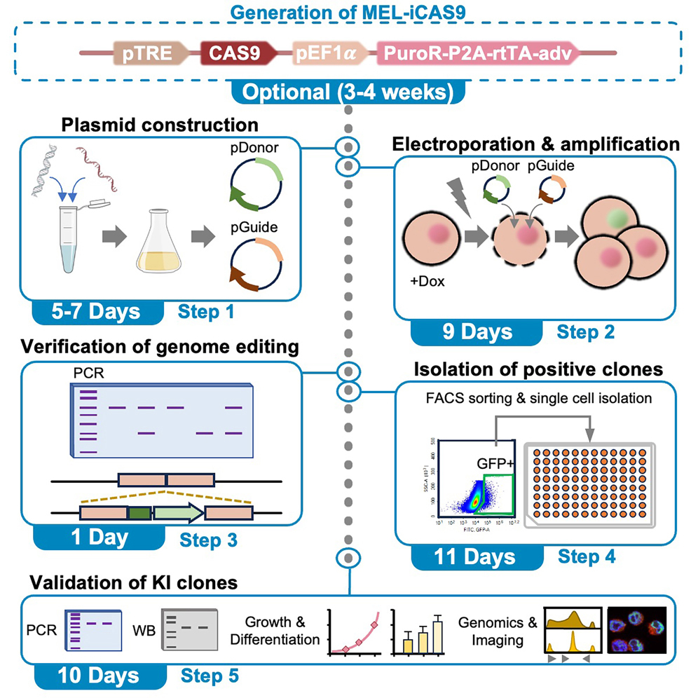 Cell Press: STAR Protocols