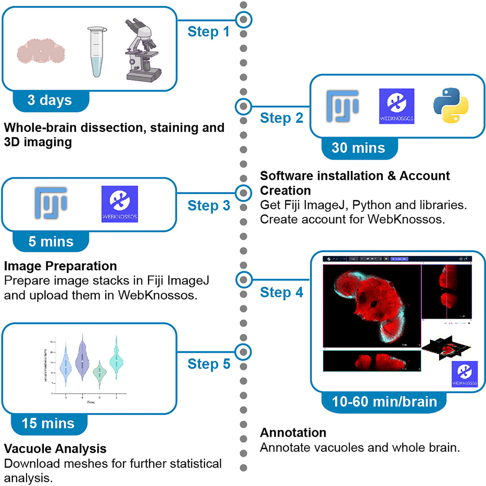 Protocol to analyze 3D neurodegenerative vacuoles in Drosophila