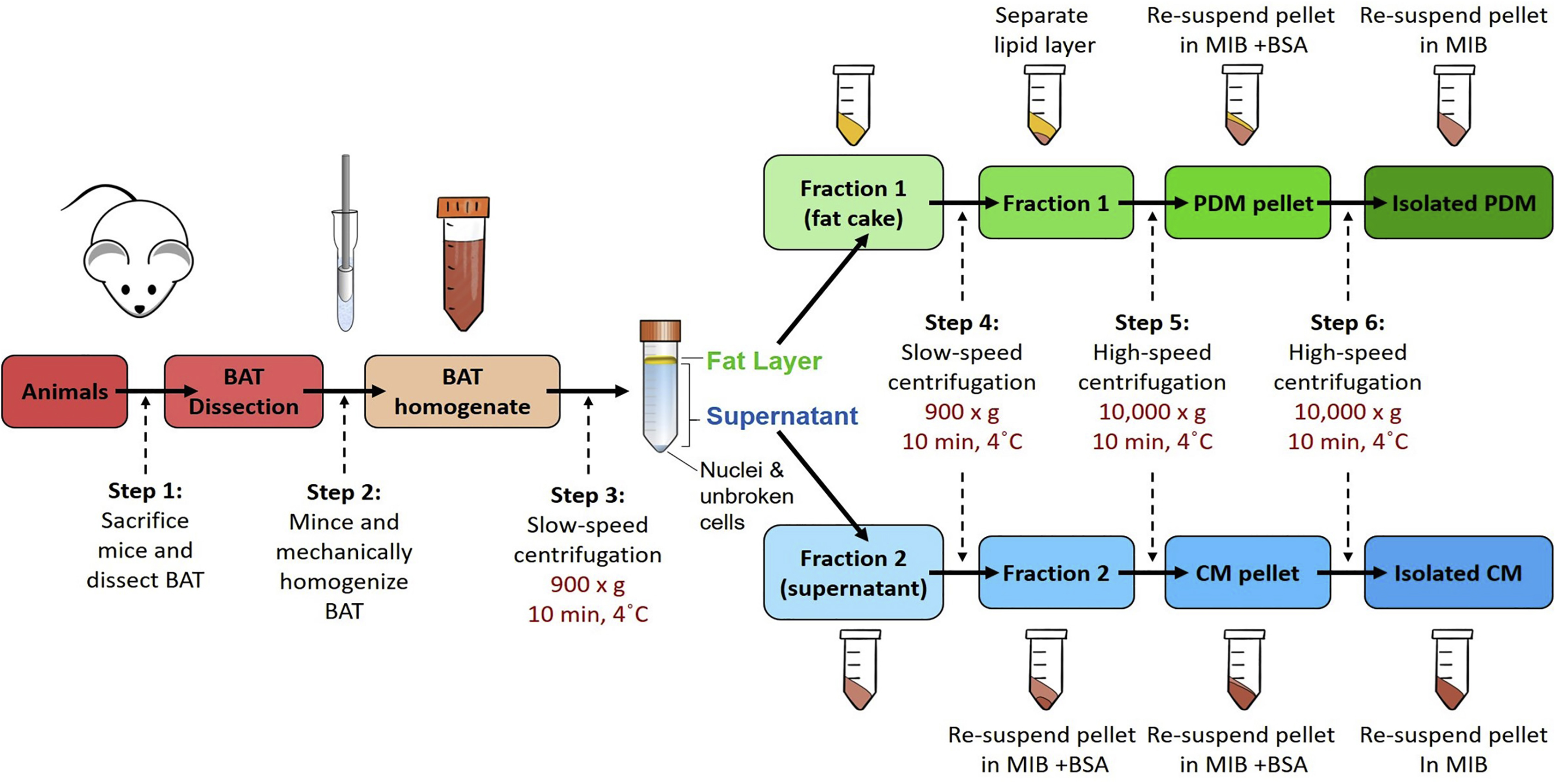 Cell Press: STAR Protocols