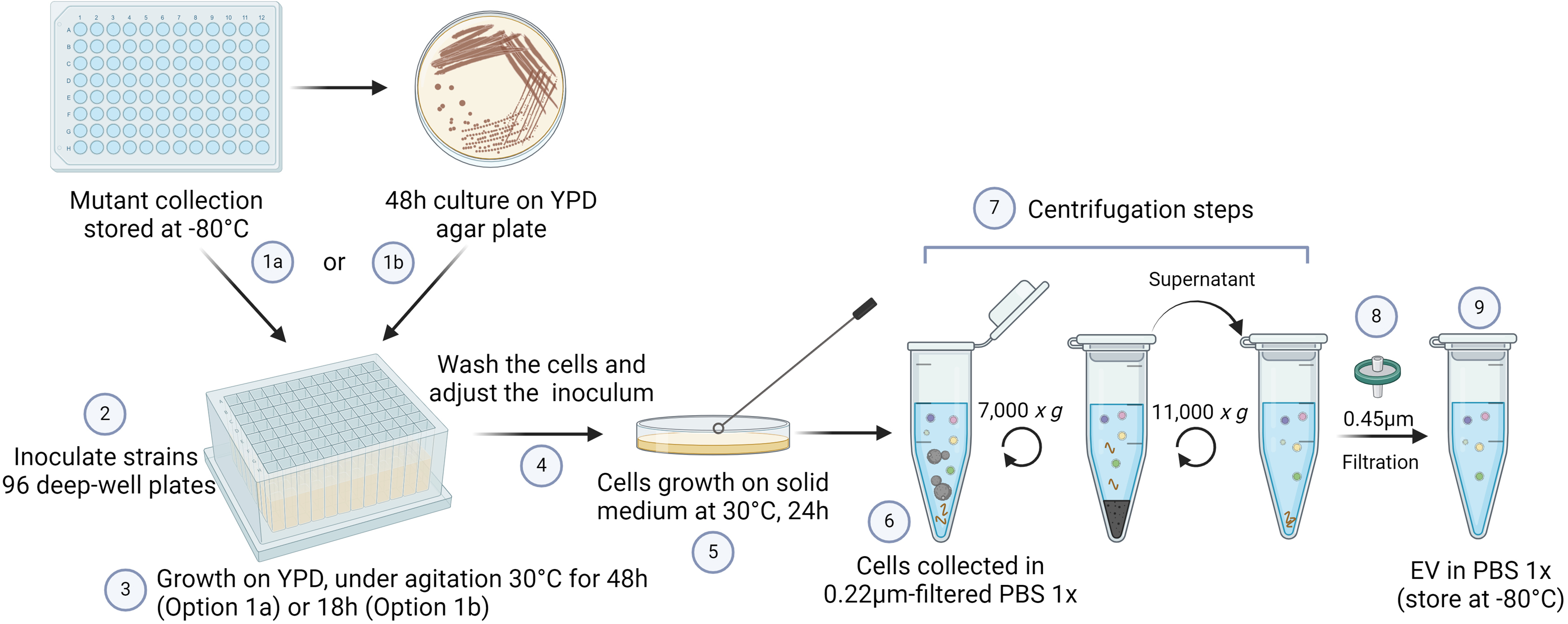 Cell Press: STAR Protocols