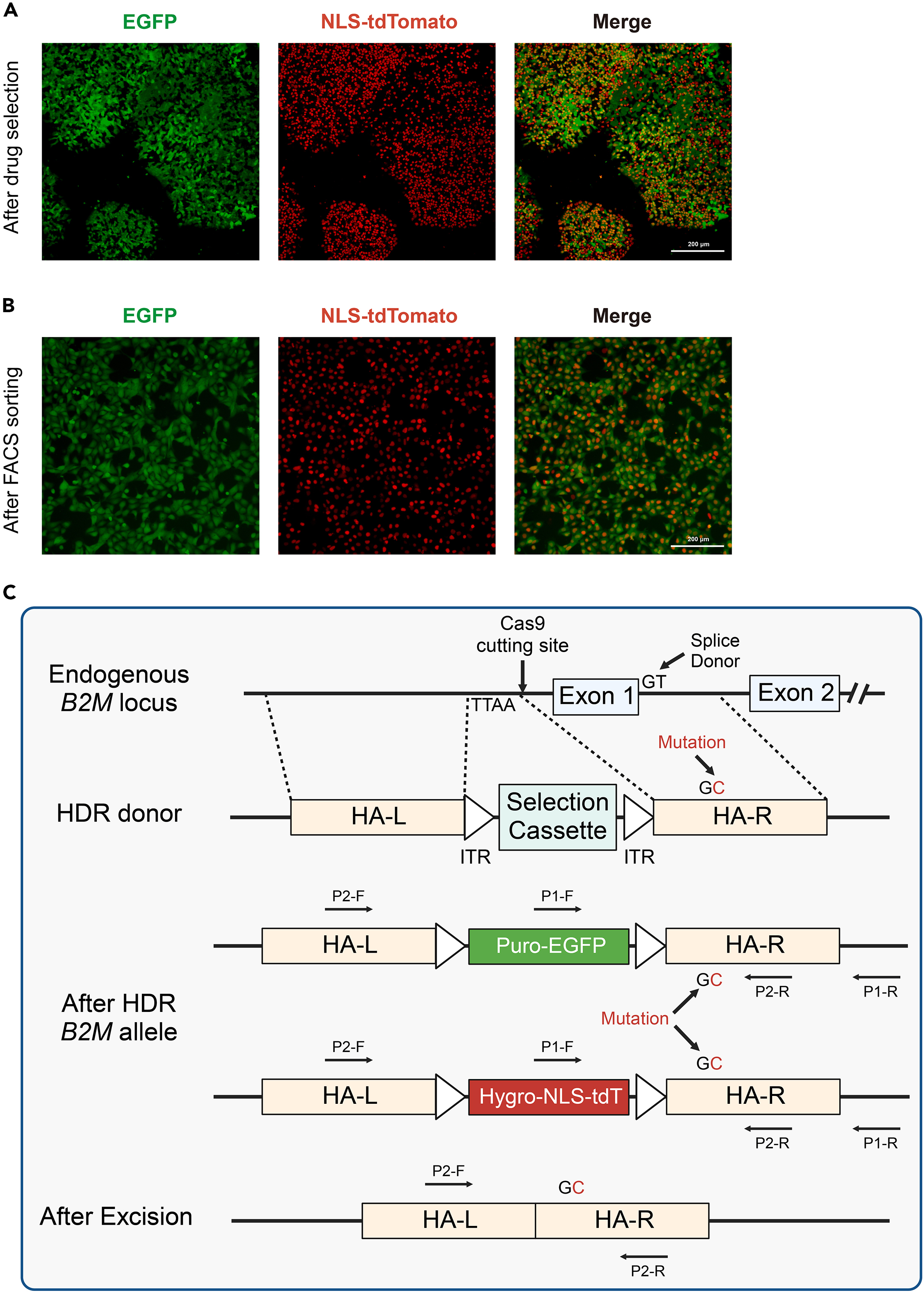 Protocol for scarless genome editing of human pluripotent stem cell based  on orthogonal selective reporters