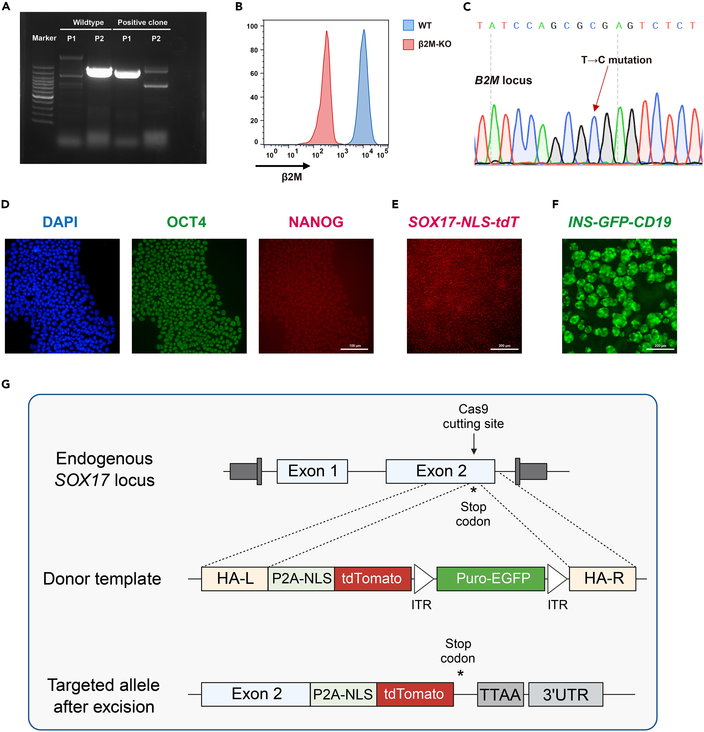 Protocol for scarless genome editing of human pluripotent stem cell based  on orthogonal selective reporters