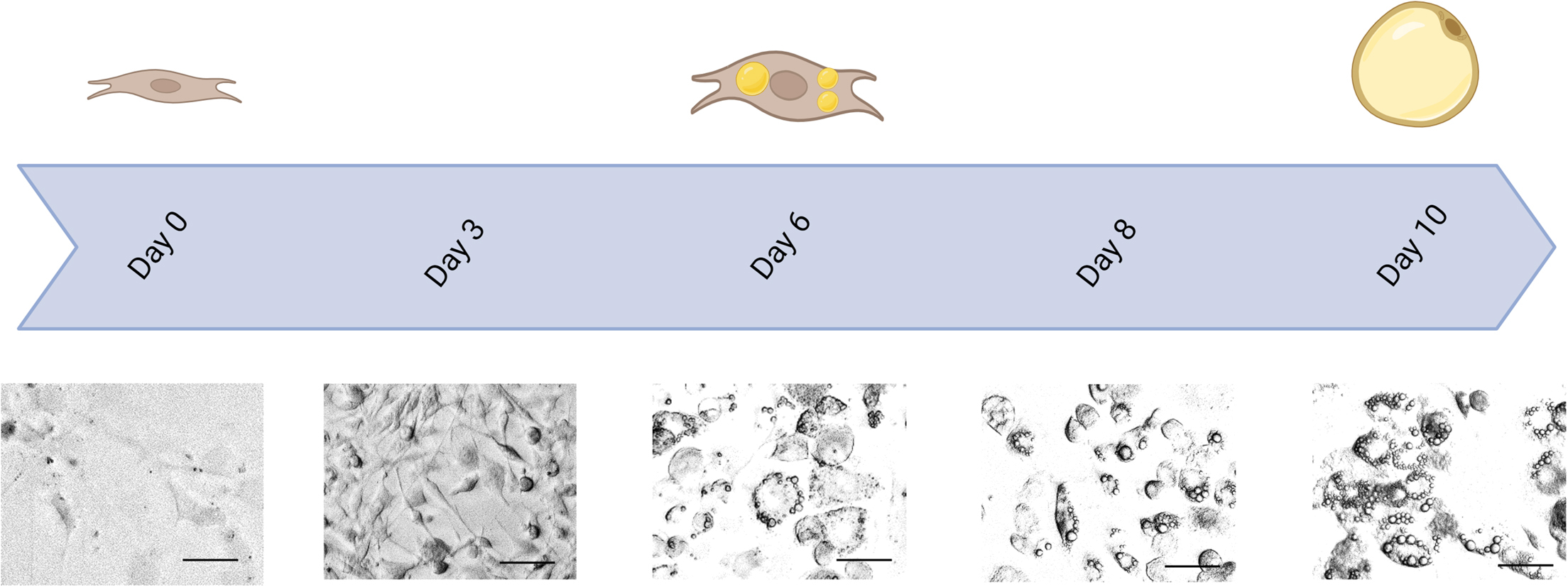 Cell Press: STAR Protocols