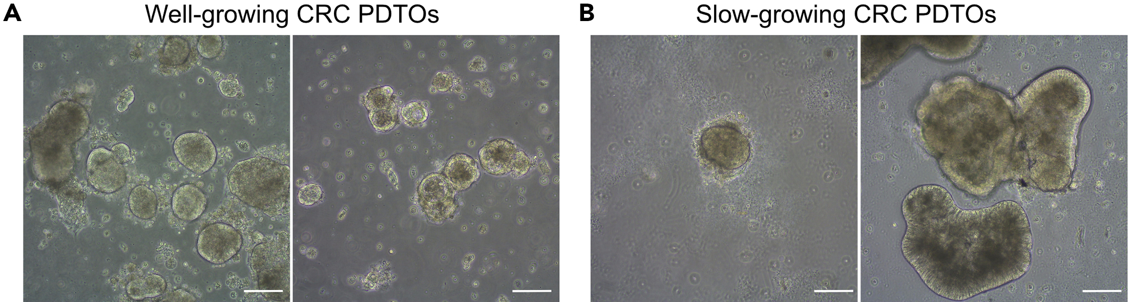 Cell Press: STAR Protocols