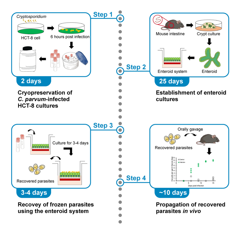 Cell Press: STAR Protocols