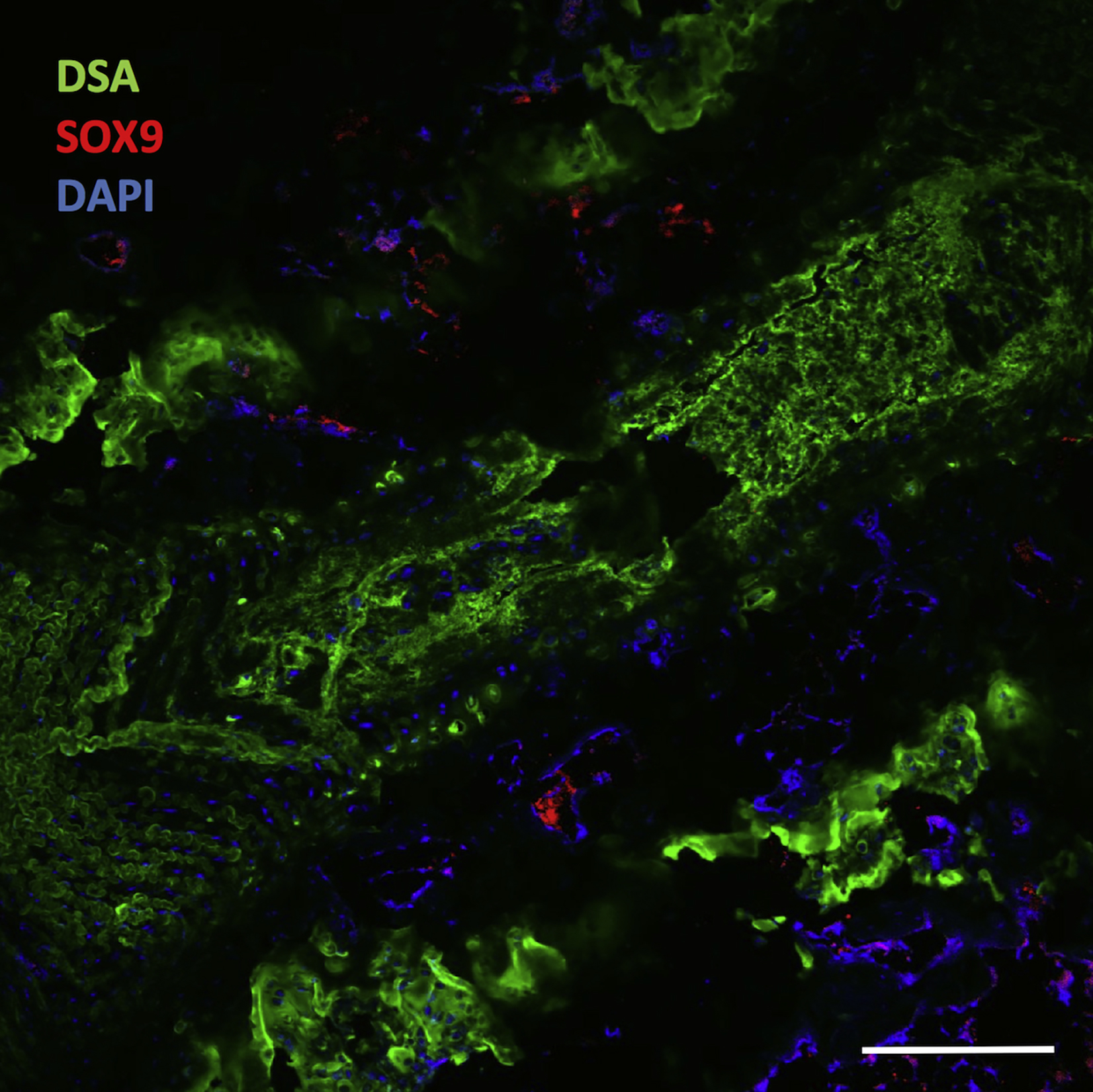 An optimized protocol for combined fluorescent lectin