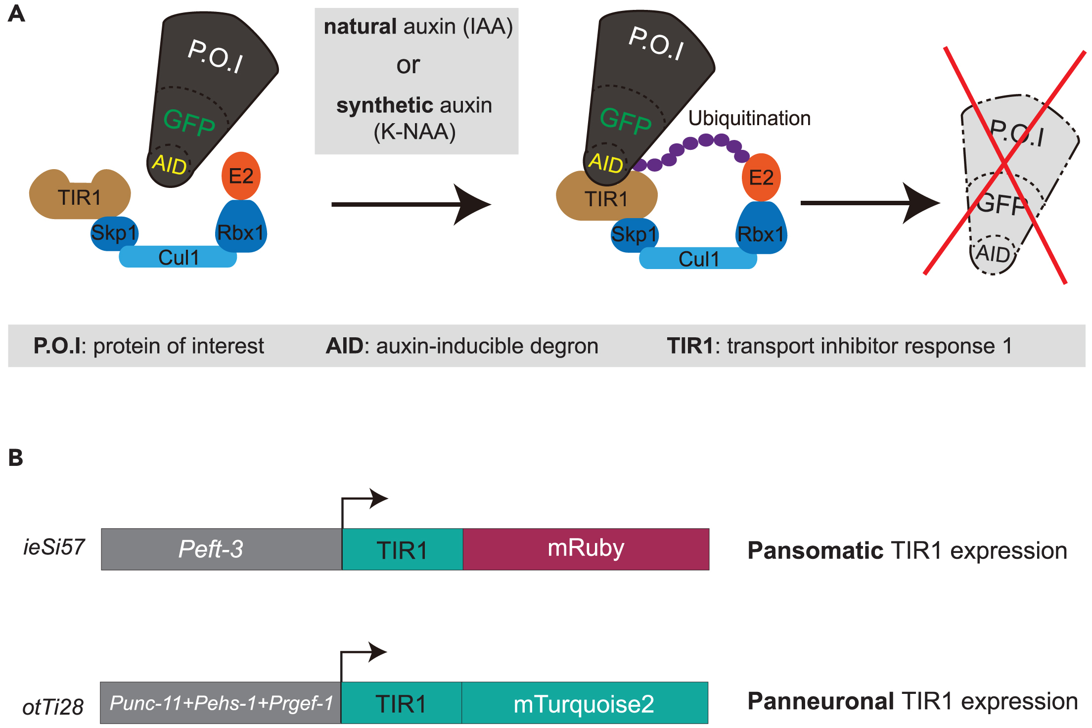 Cell Press STAR Protocols