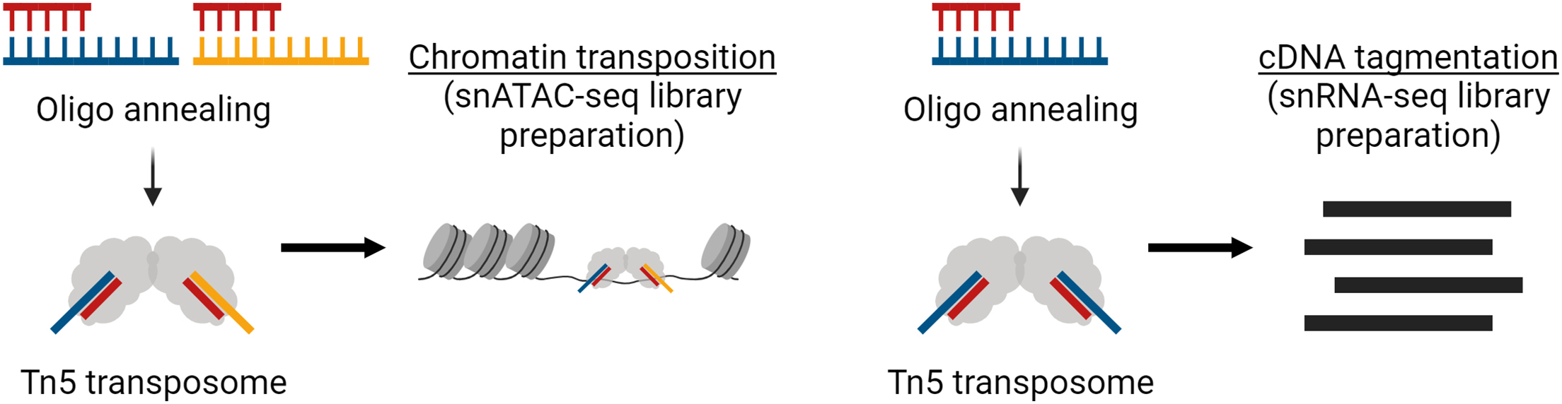 Cell Press: STAR Protocols