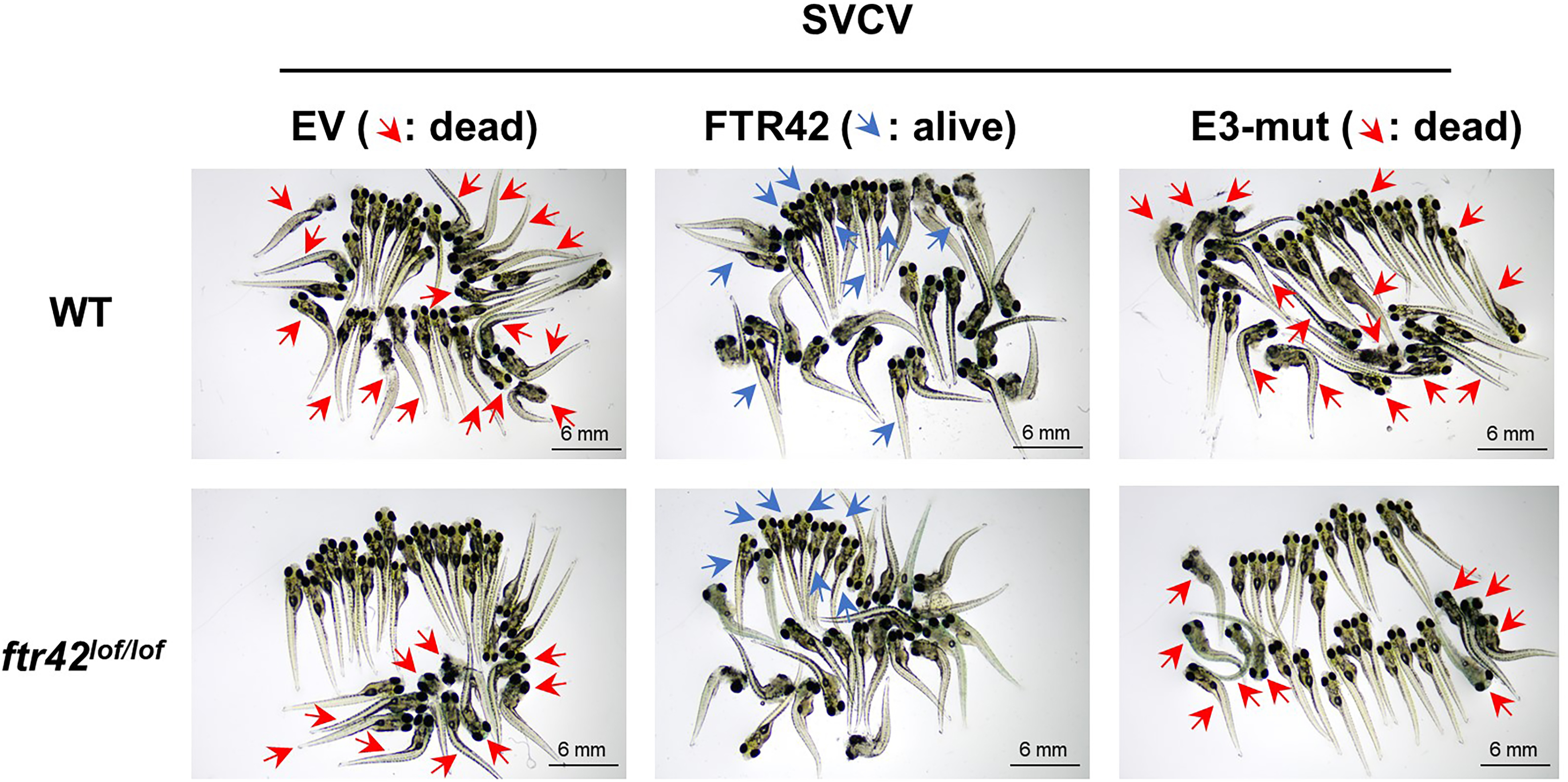 Protocol for linking enhanced interferon immunity to virus