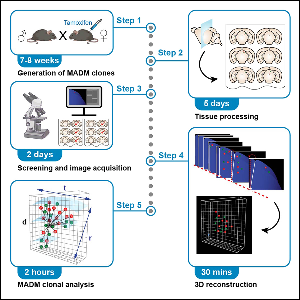 リクエスト Protocol for quantitative reconstruction of cell lineage using