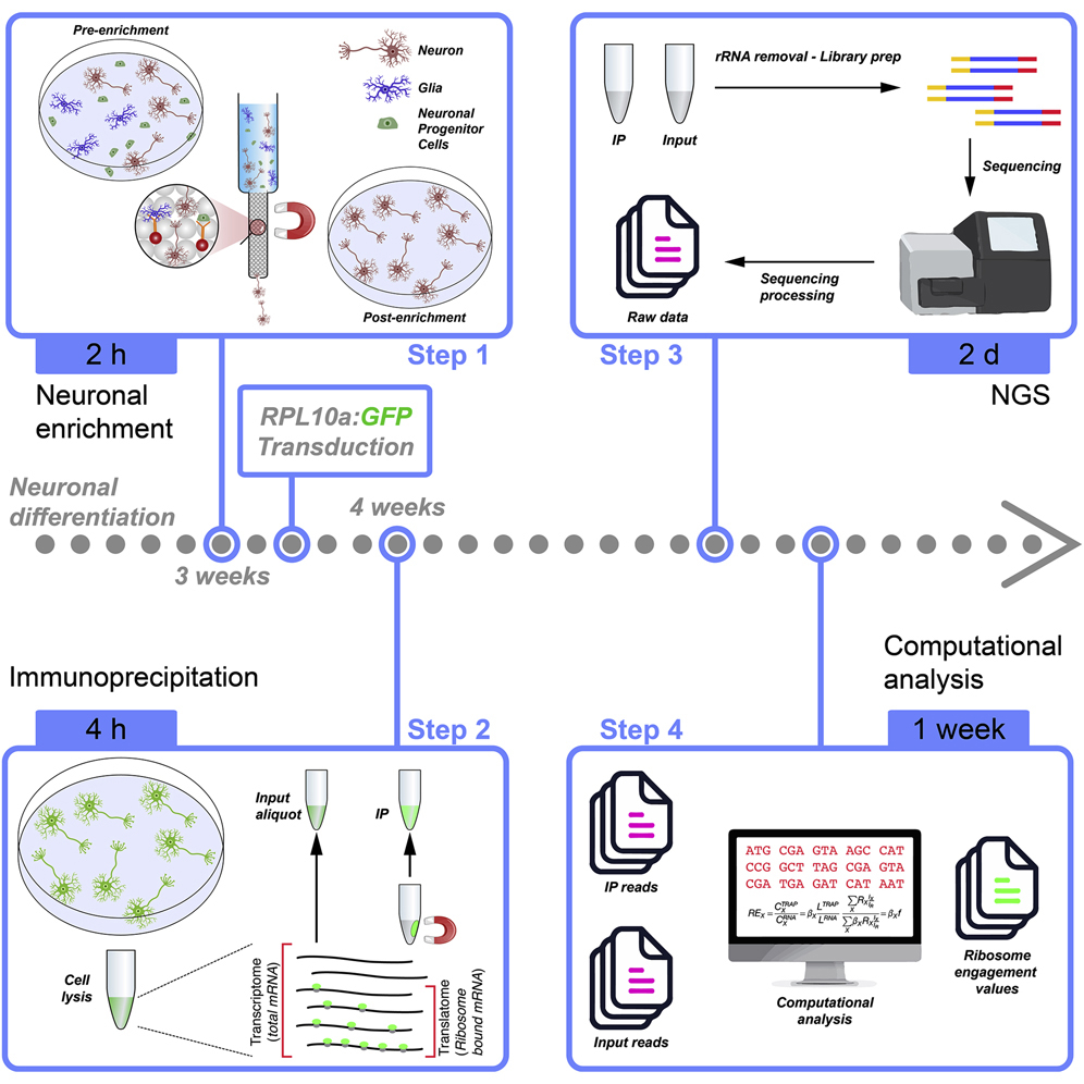 Cell Press: STAR Protocols