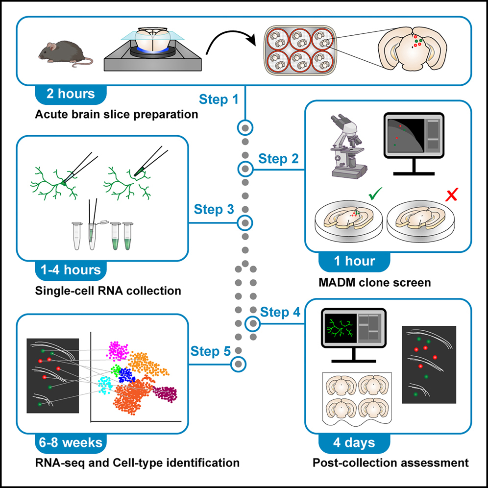 Cell Press: STAR Protocols